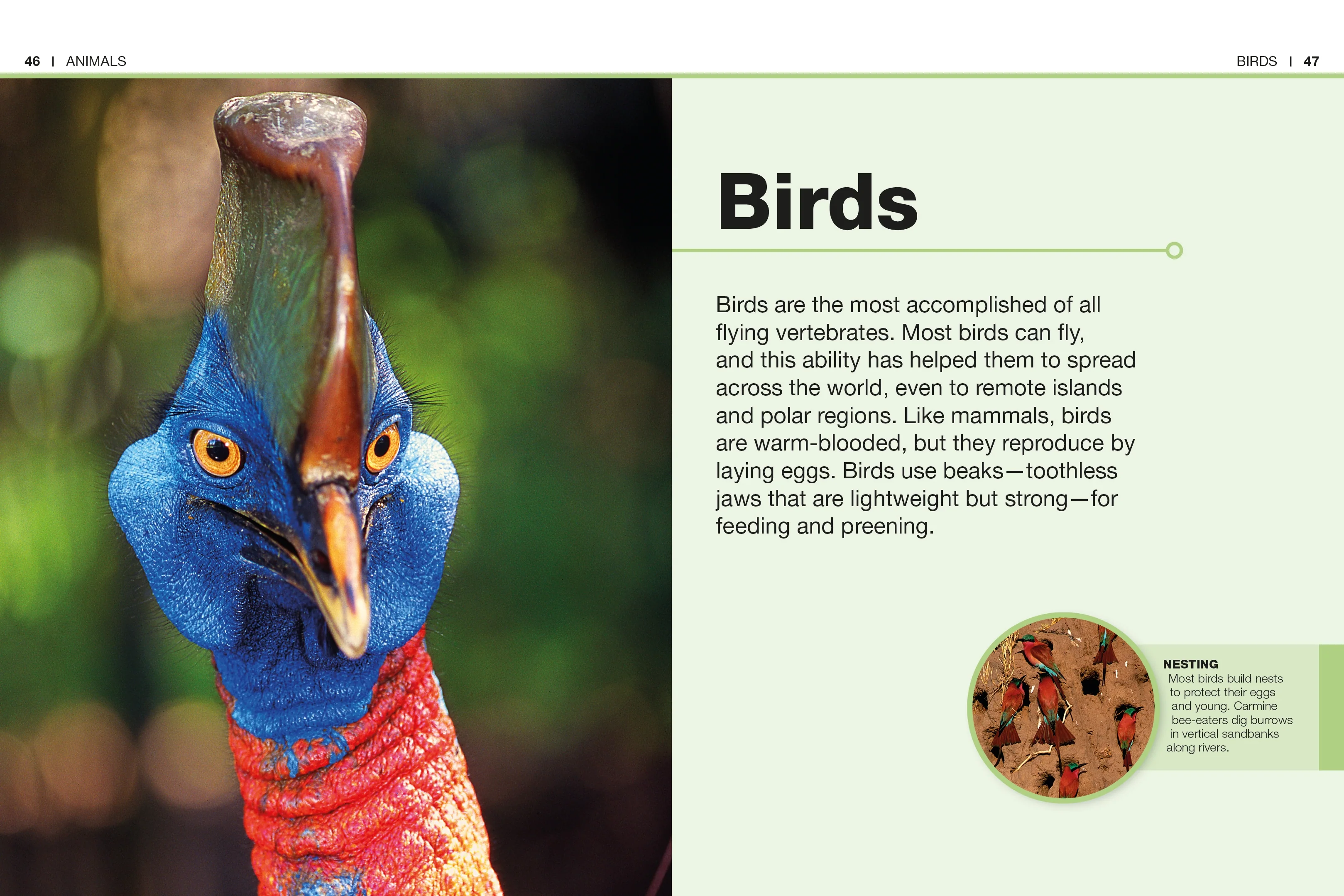 Pocket Genius: Animals - Image 2