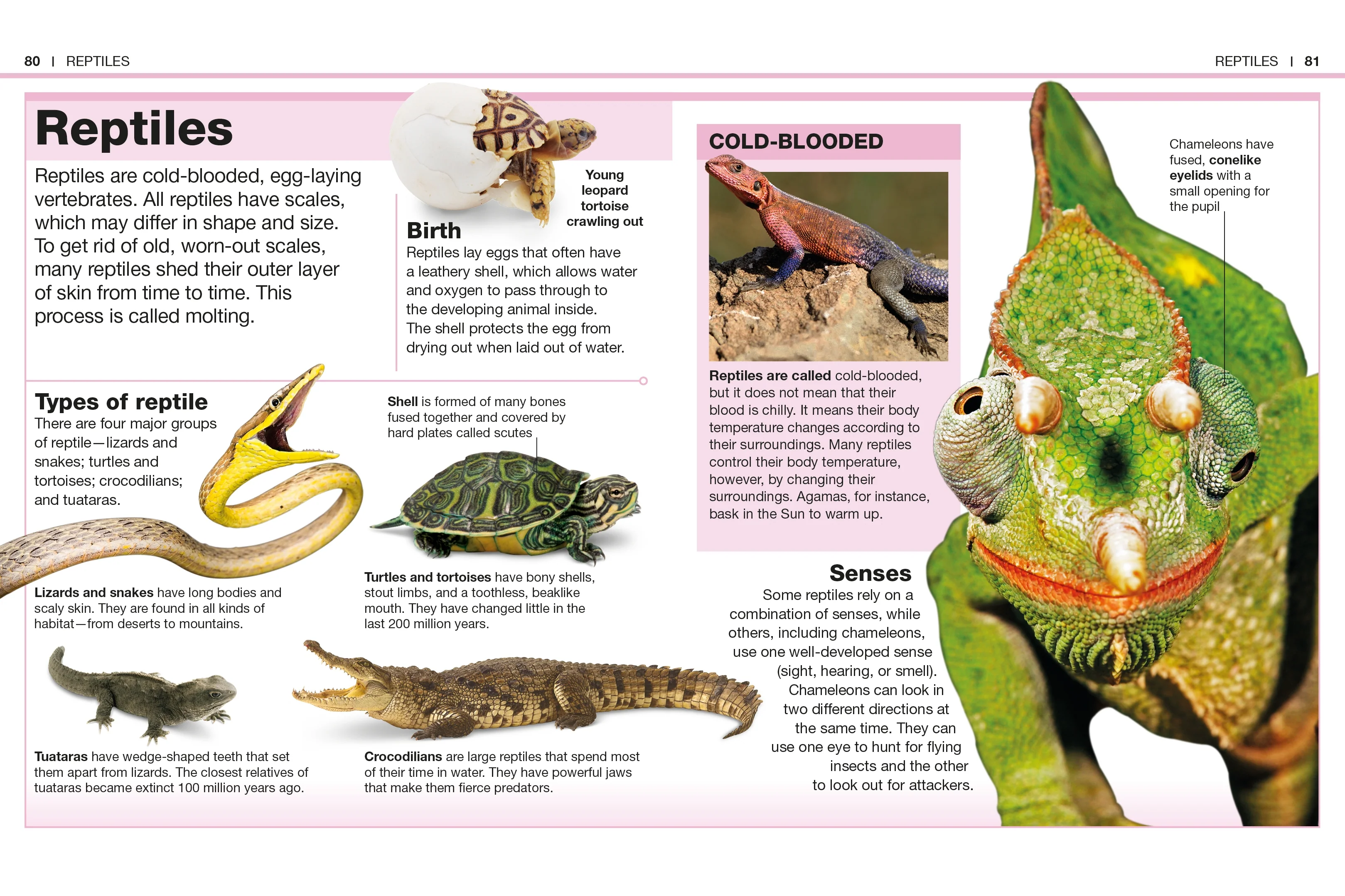 Pocket Genius: Animals - Image 3