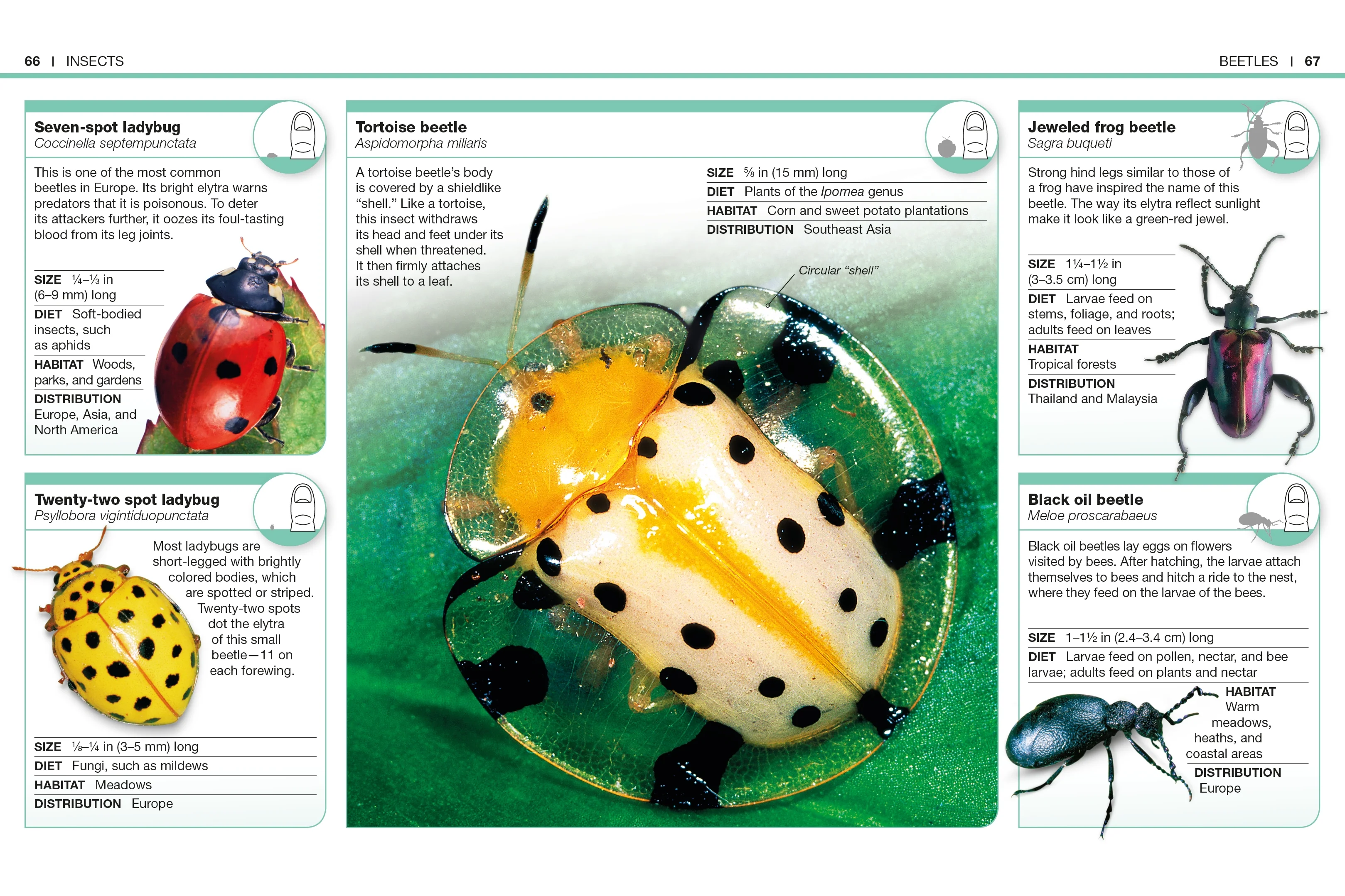 Pocket Genius Bugs - Image 3