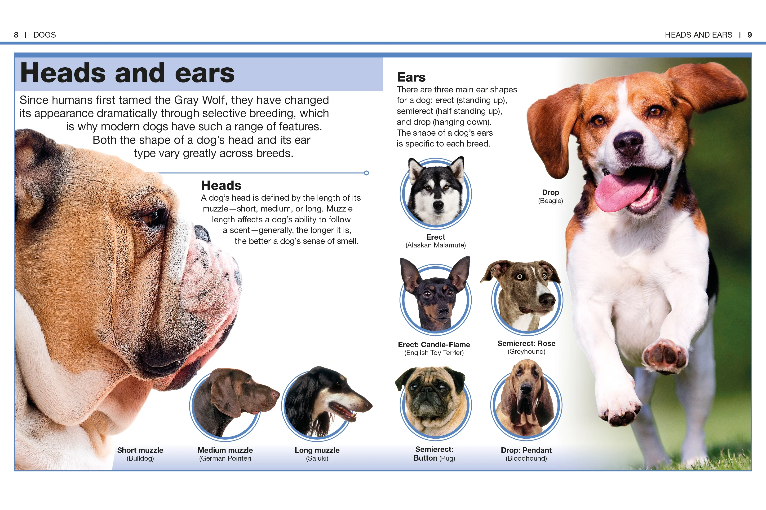 Pocket Genius: Dogs - Image 3