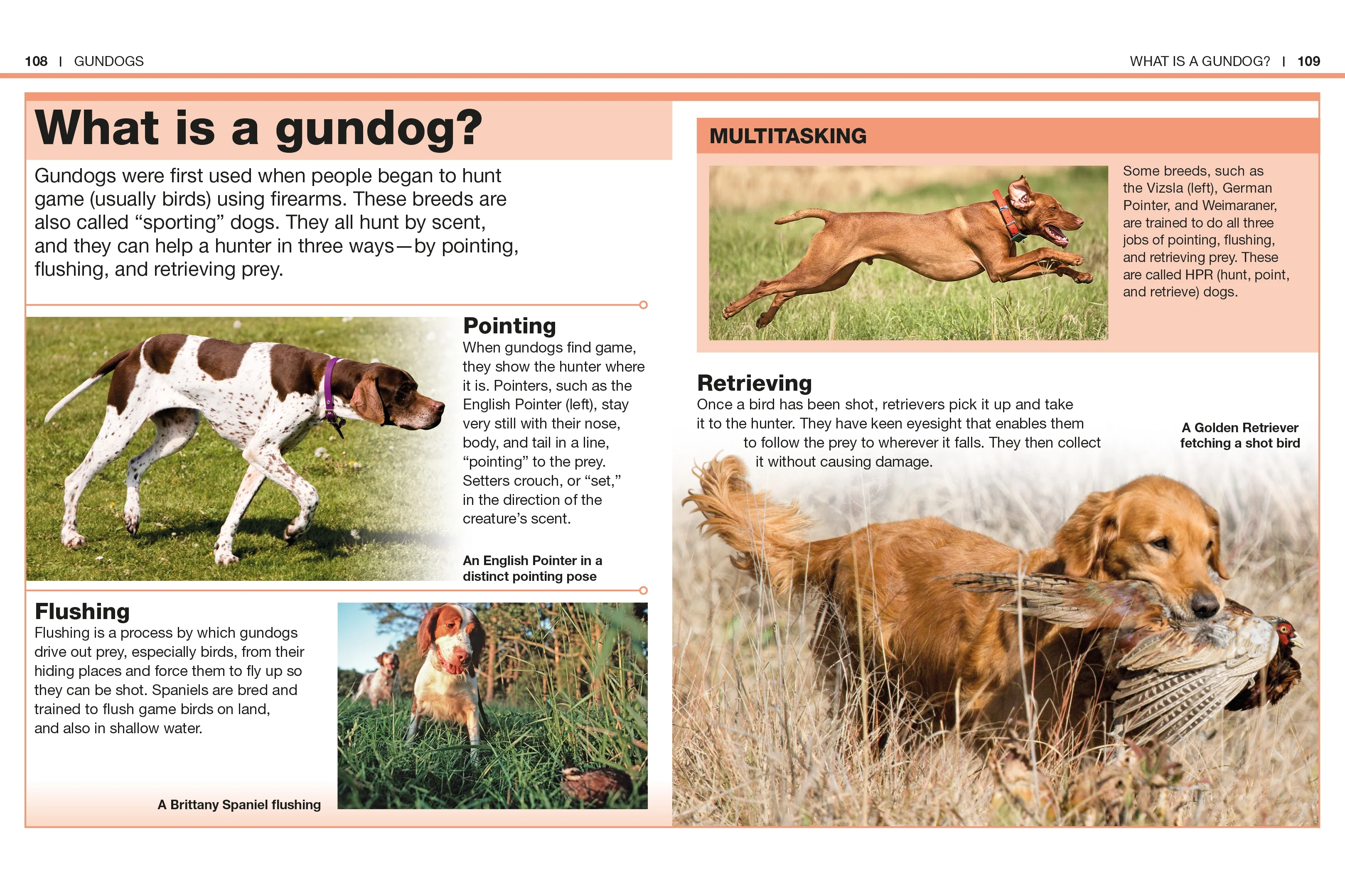 Pocket Genius: Dogs - Image 4
