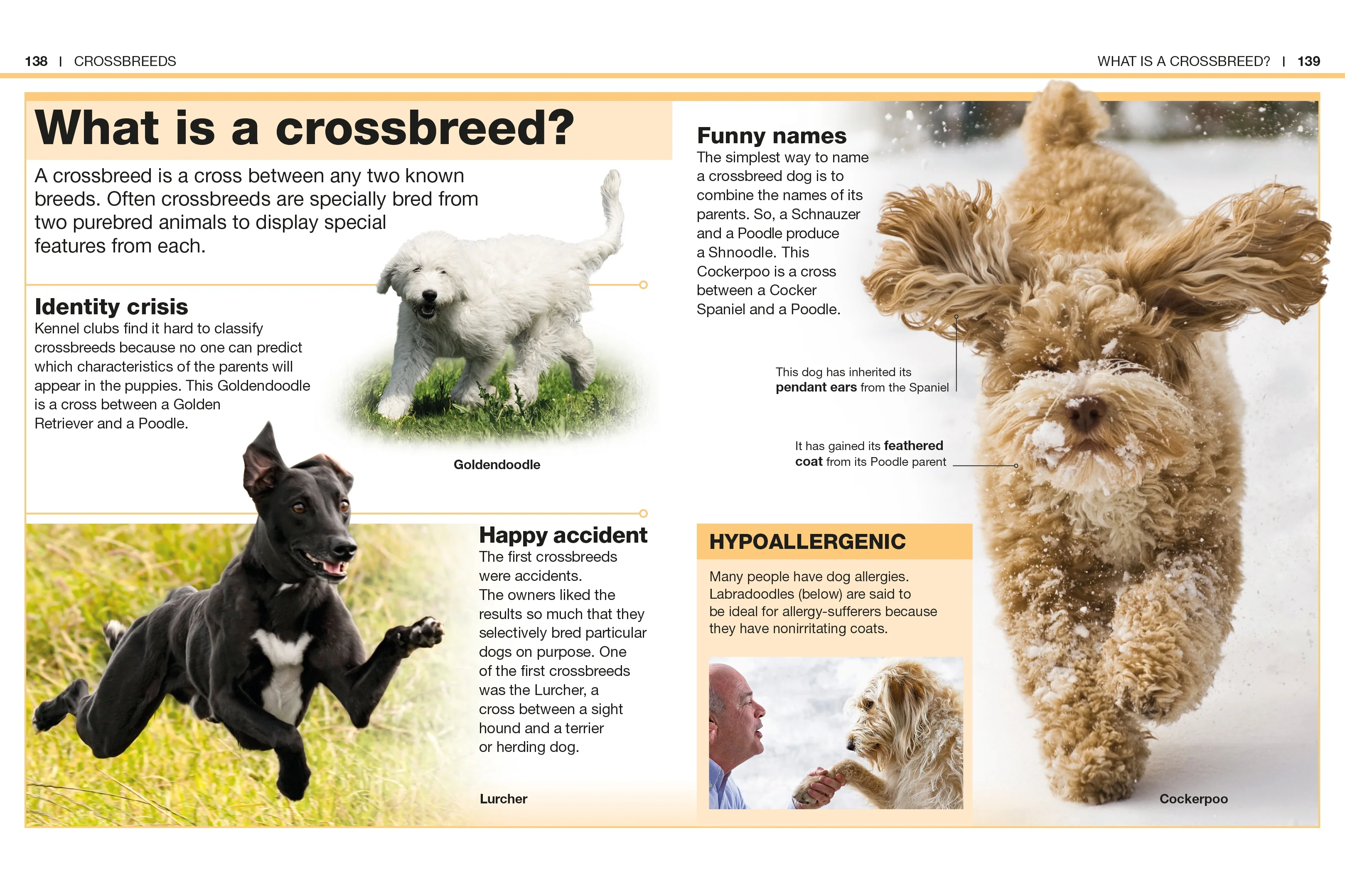 Pocket Genius: Dogs - Image 5