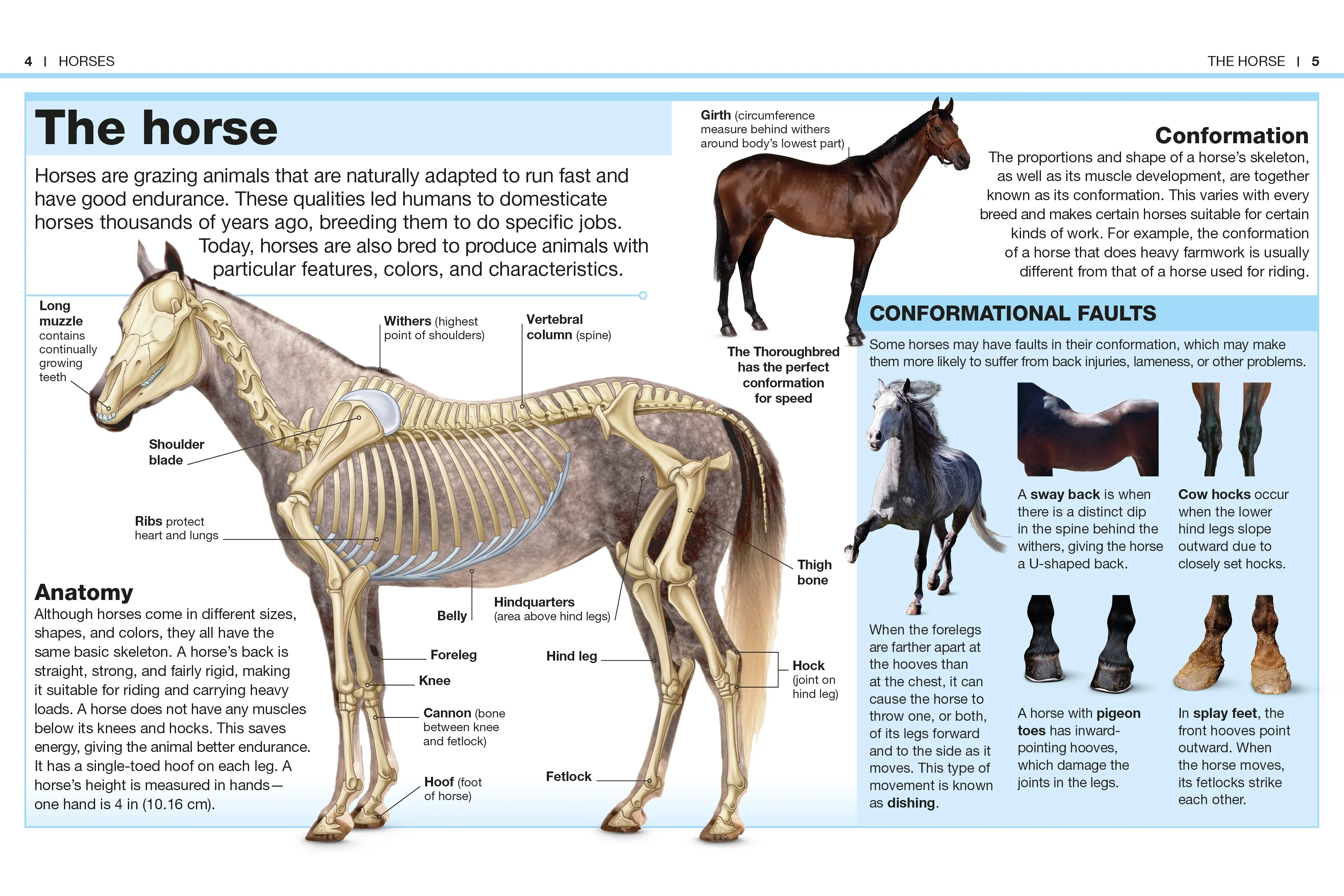Pocket Genius Horses - Image 2