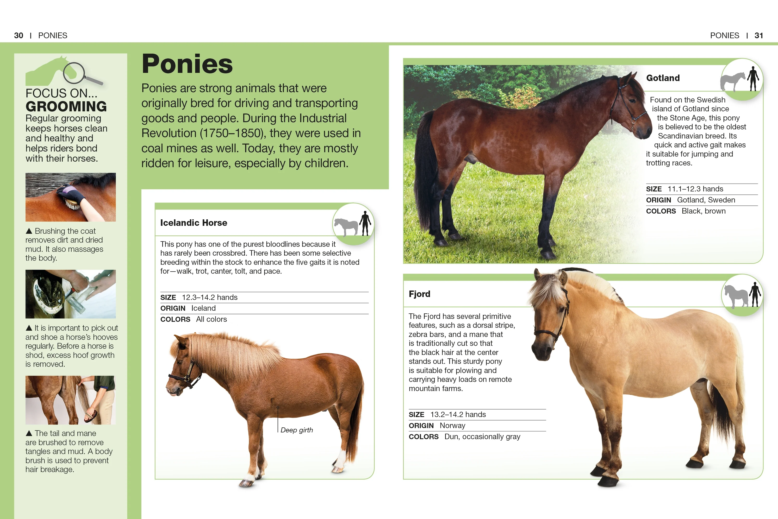 Pocket Genius Horses - Image 3