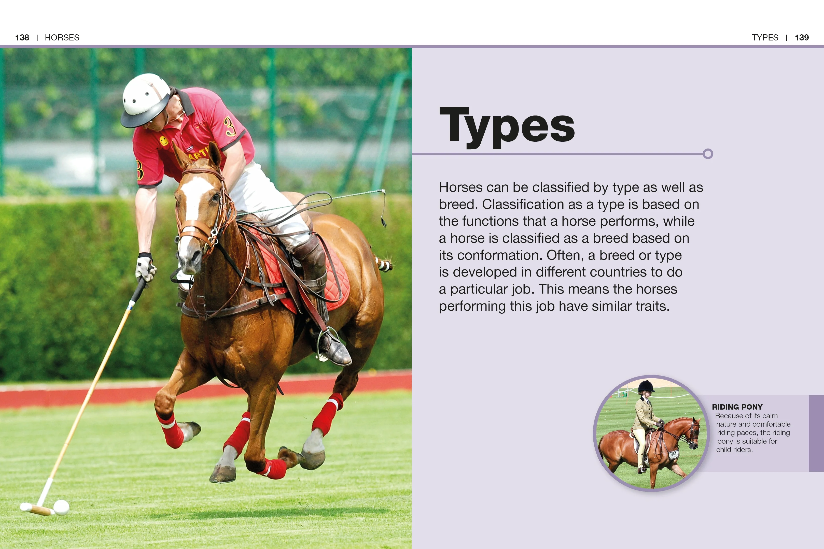 Pocket Genius Horses - Image 5