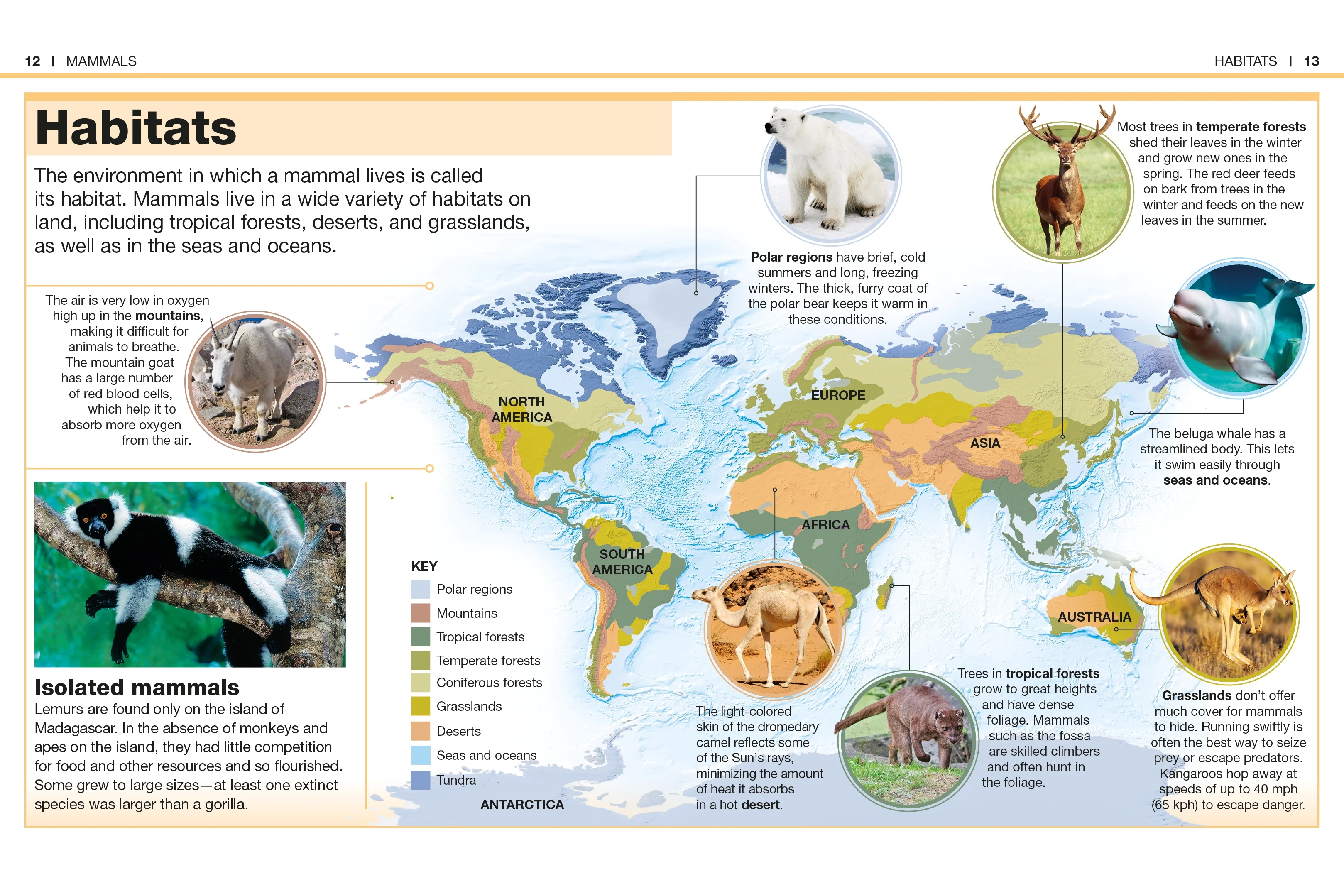Pocket Genius: Mammals - Image 2