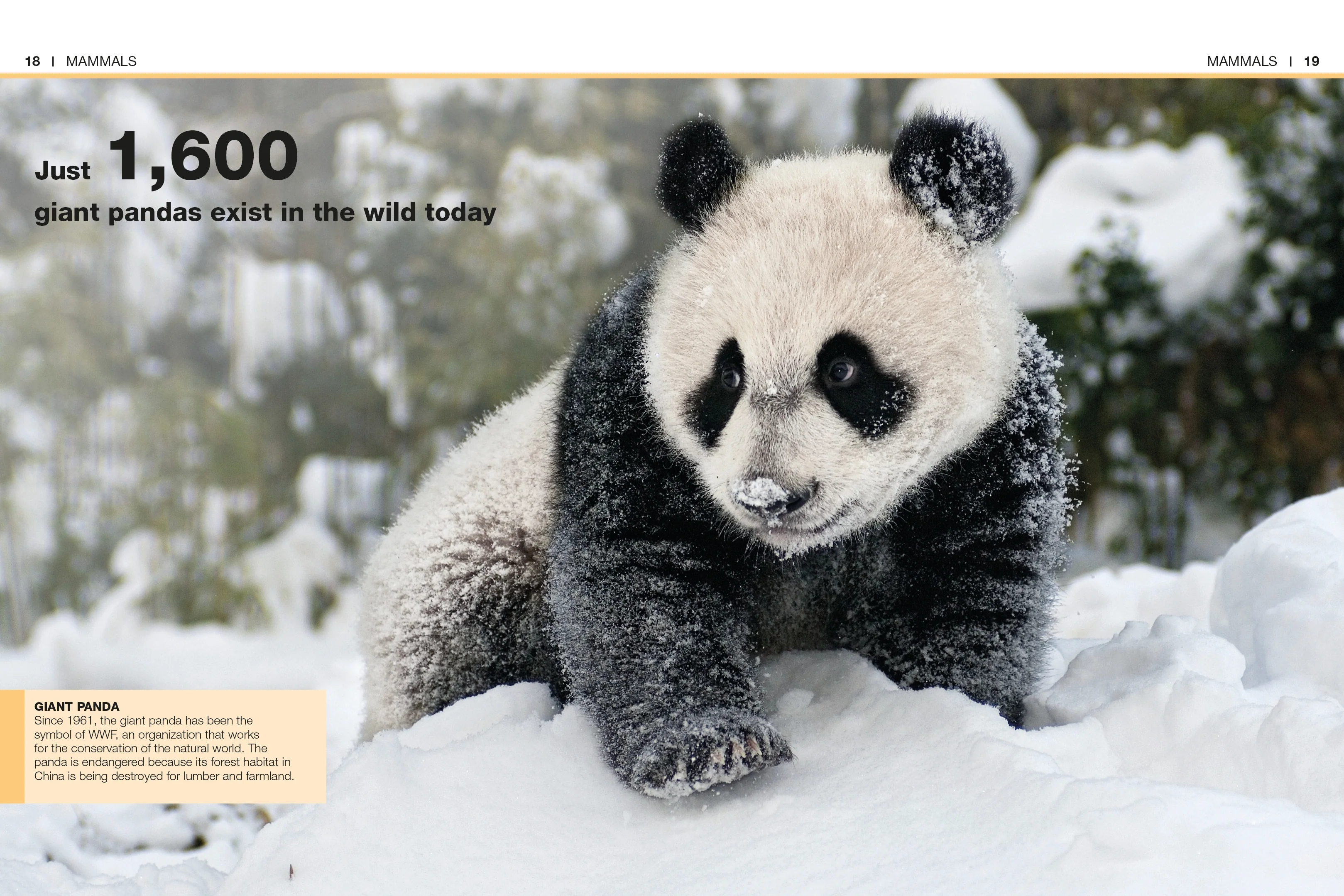 Pocket Genius: Mammals - Image 3
