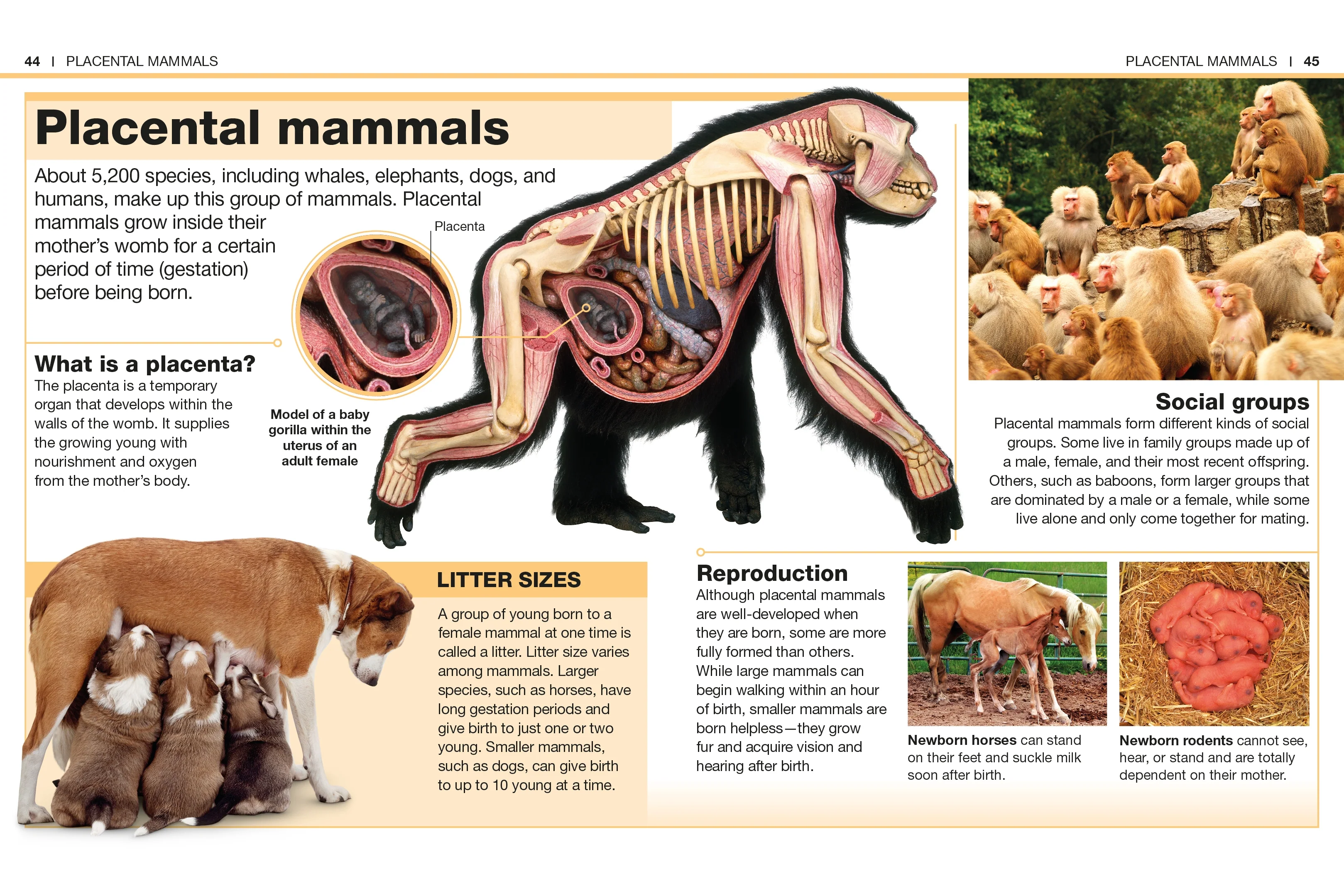 Pocket Genius: Mammals - Image 4