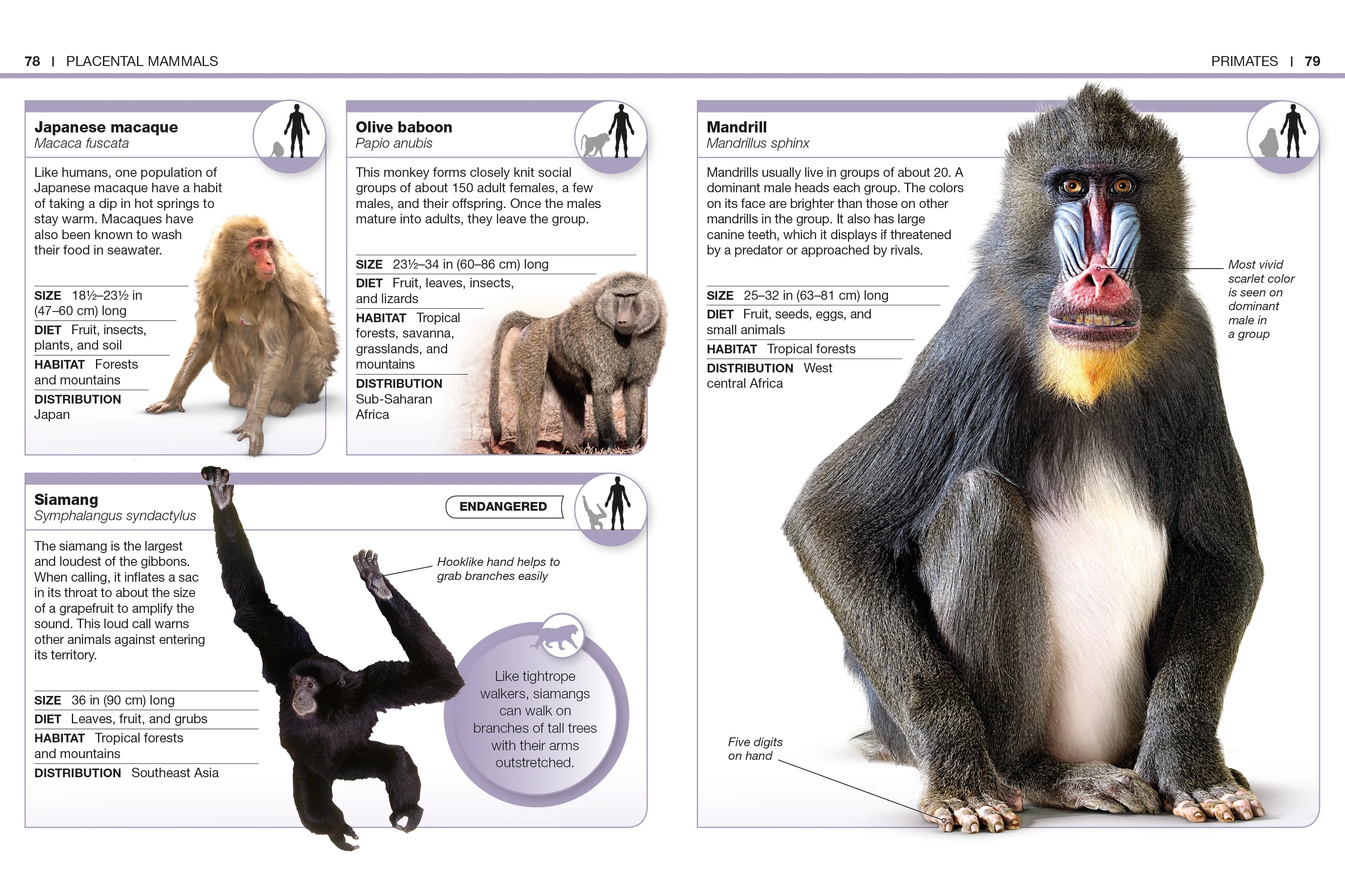 Pocket Genius: Mammals - Image 5
