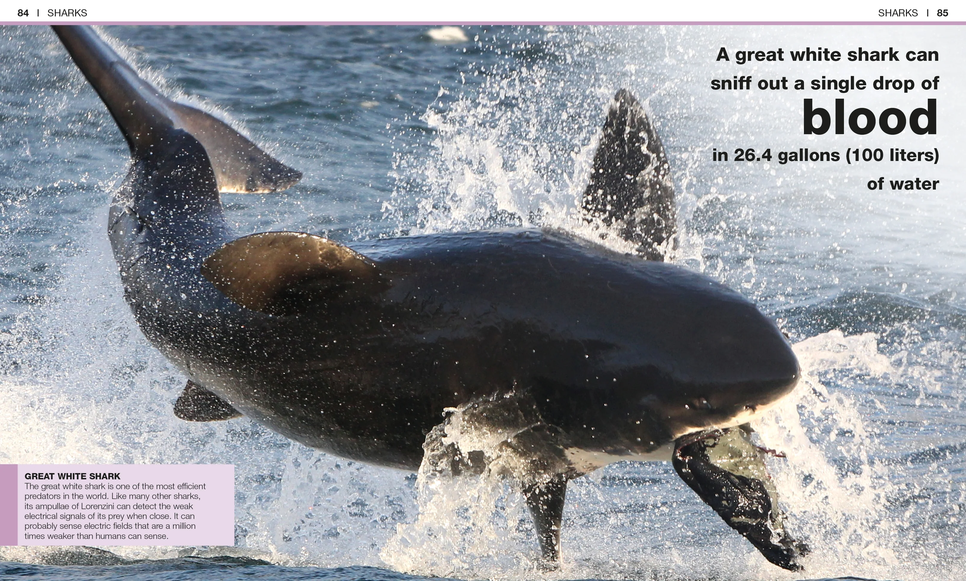 Pocket Genius: Sharks - Image 4