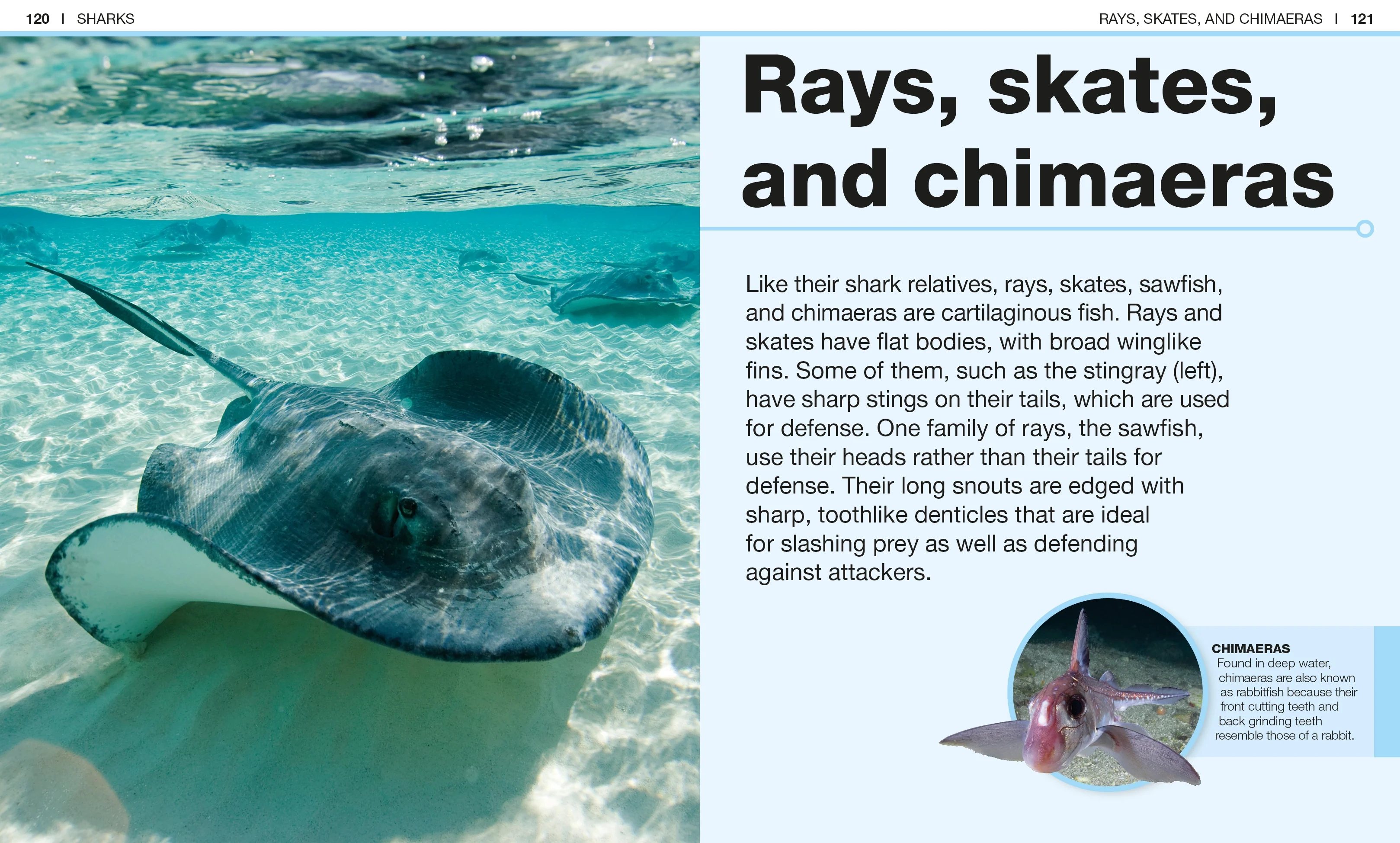 Pocket Genius: Sharks - Image 5