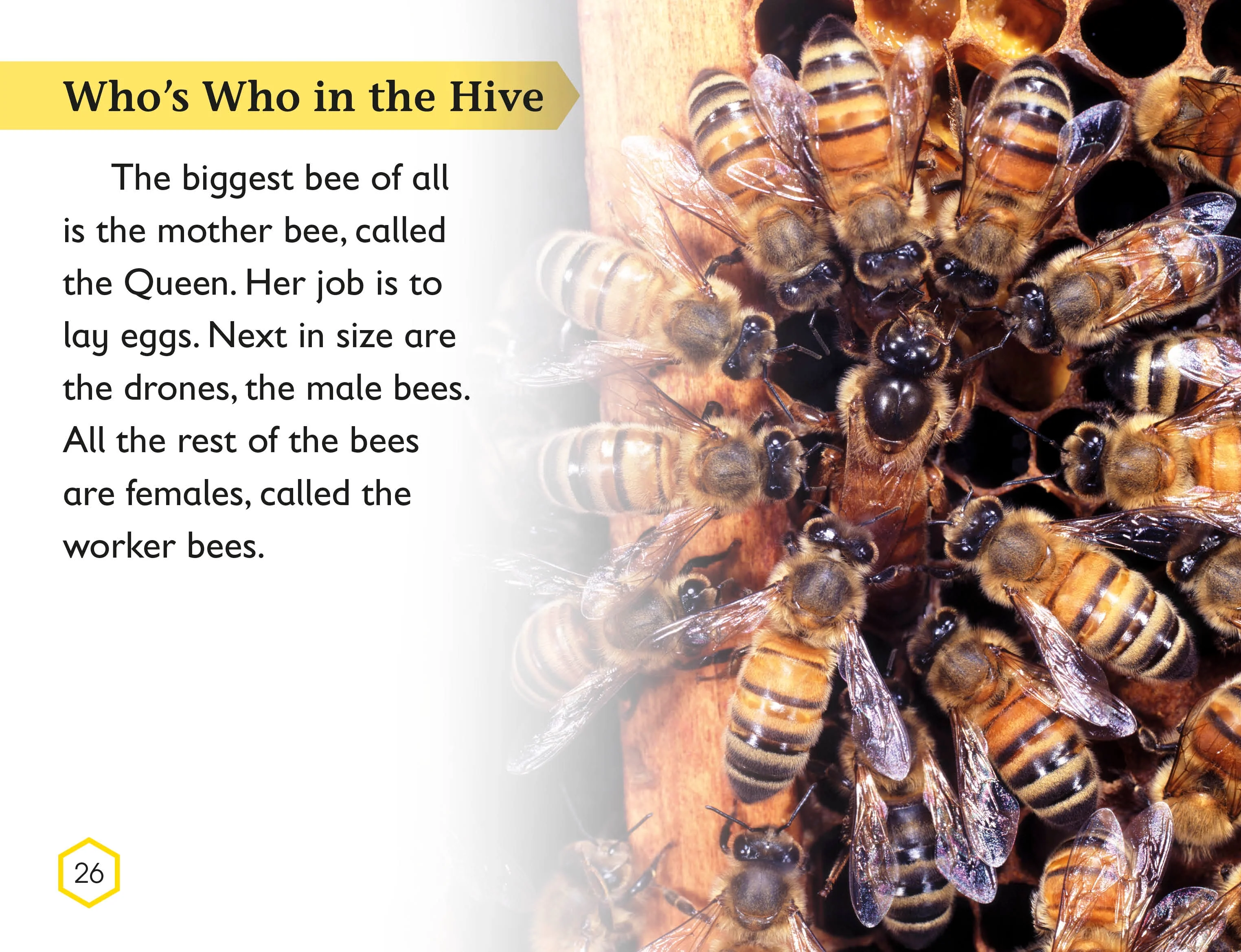 DK Readers L2: Amazing Bees - Image 4