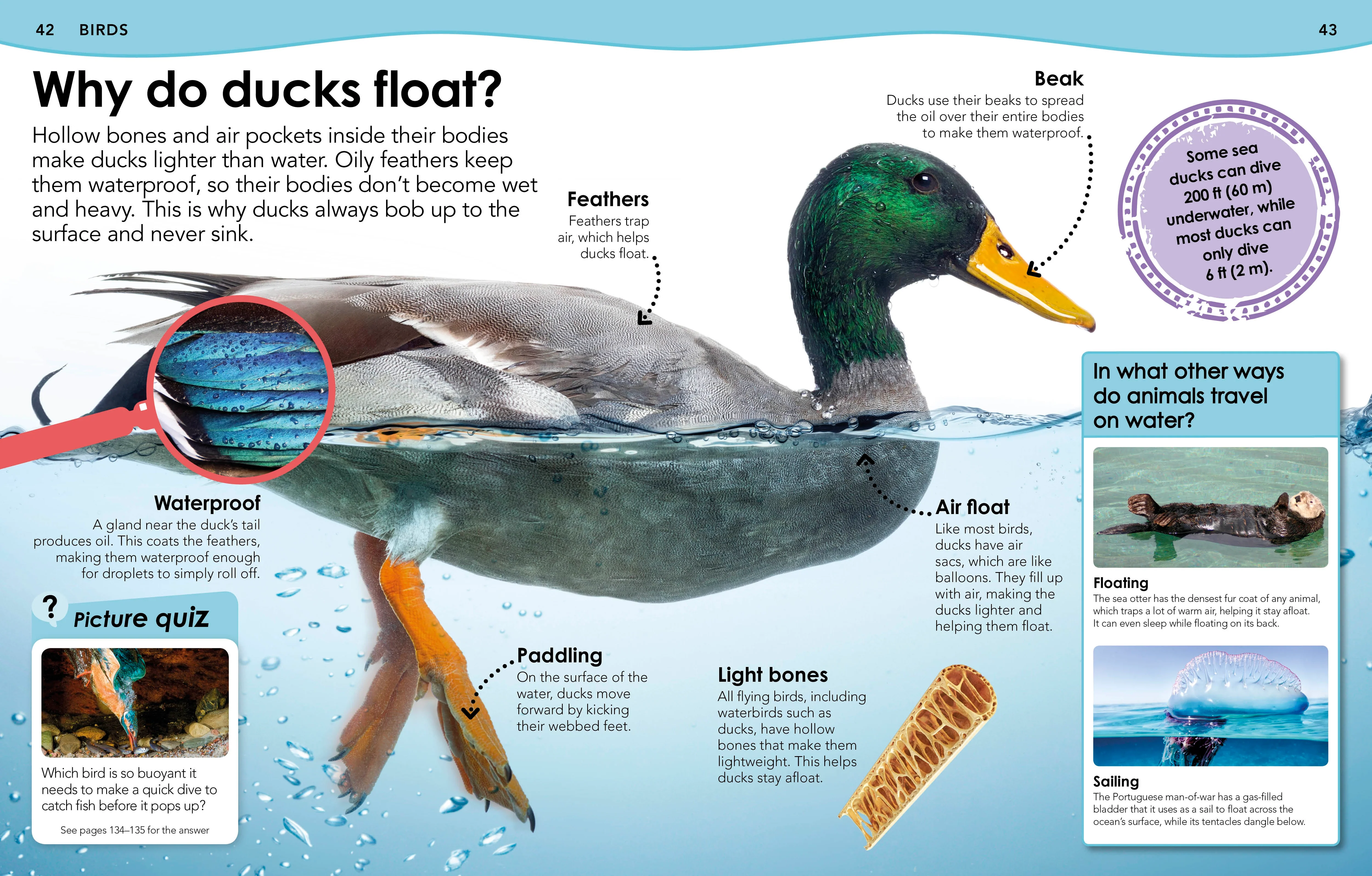 Did You Know? Animals - Image 3