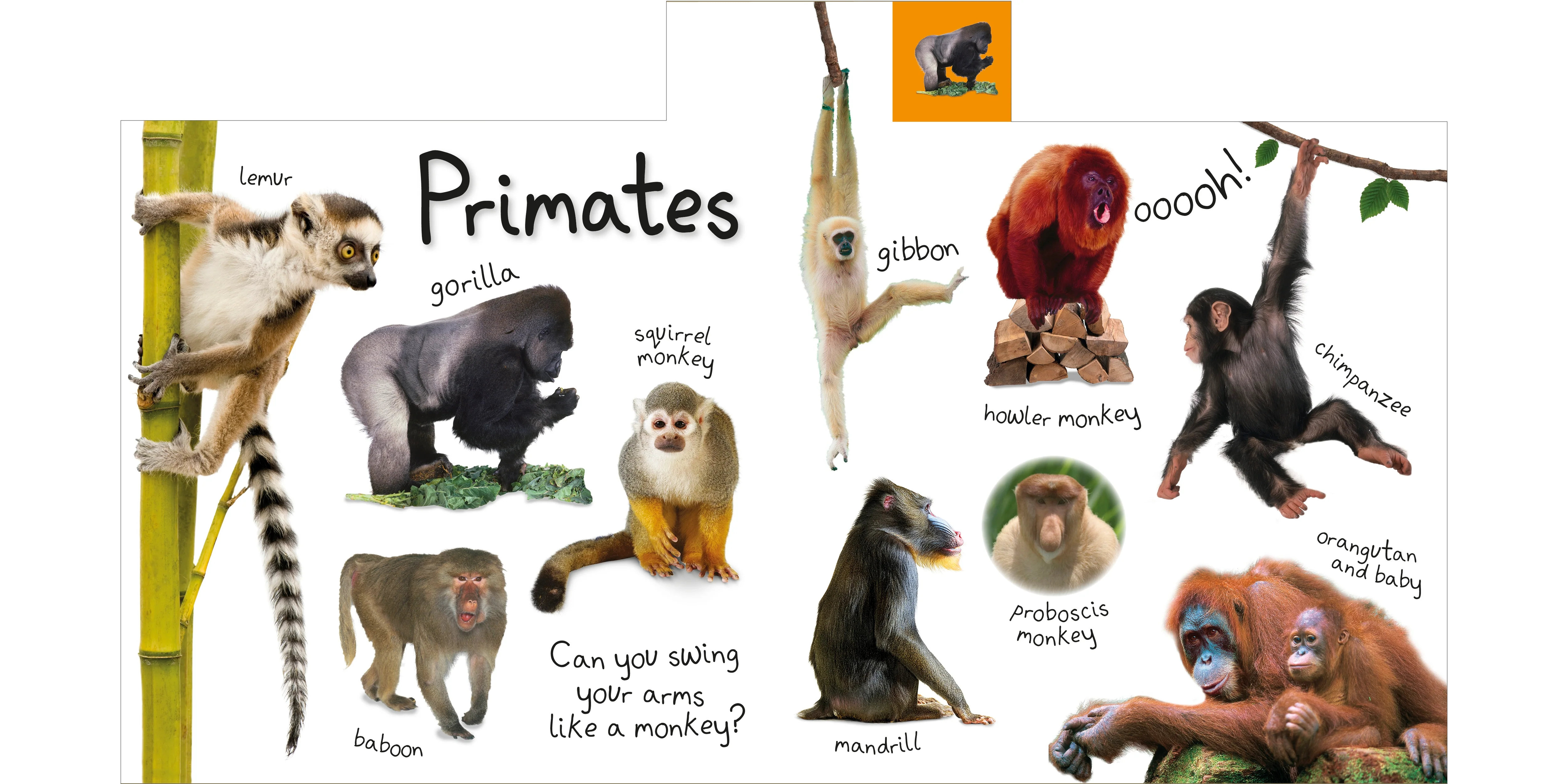 Tabbed Board Books: My First Zoo - Image 4