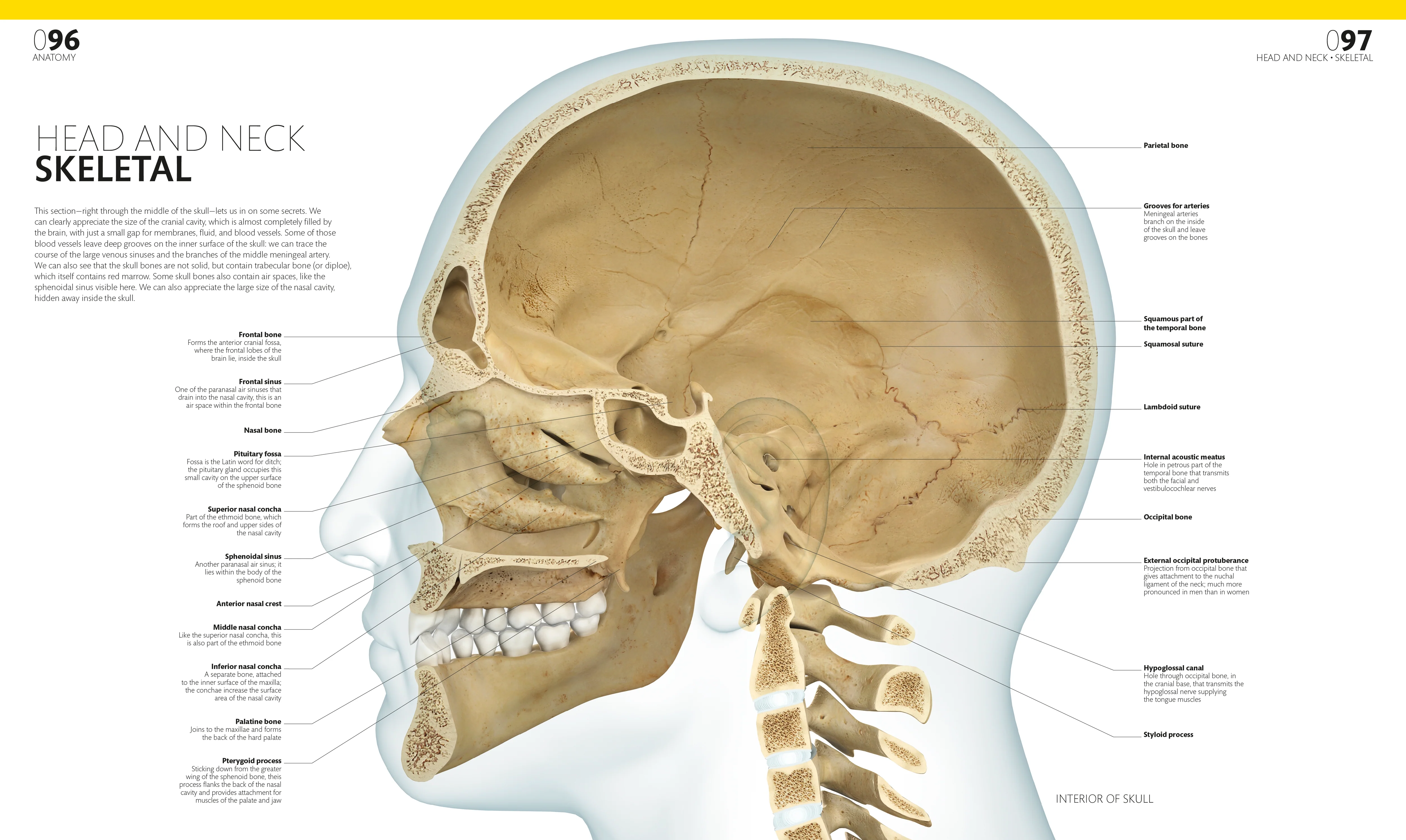 The Complete Human Body - Image 3