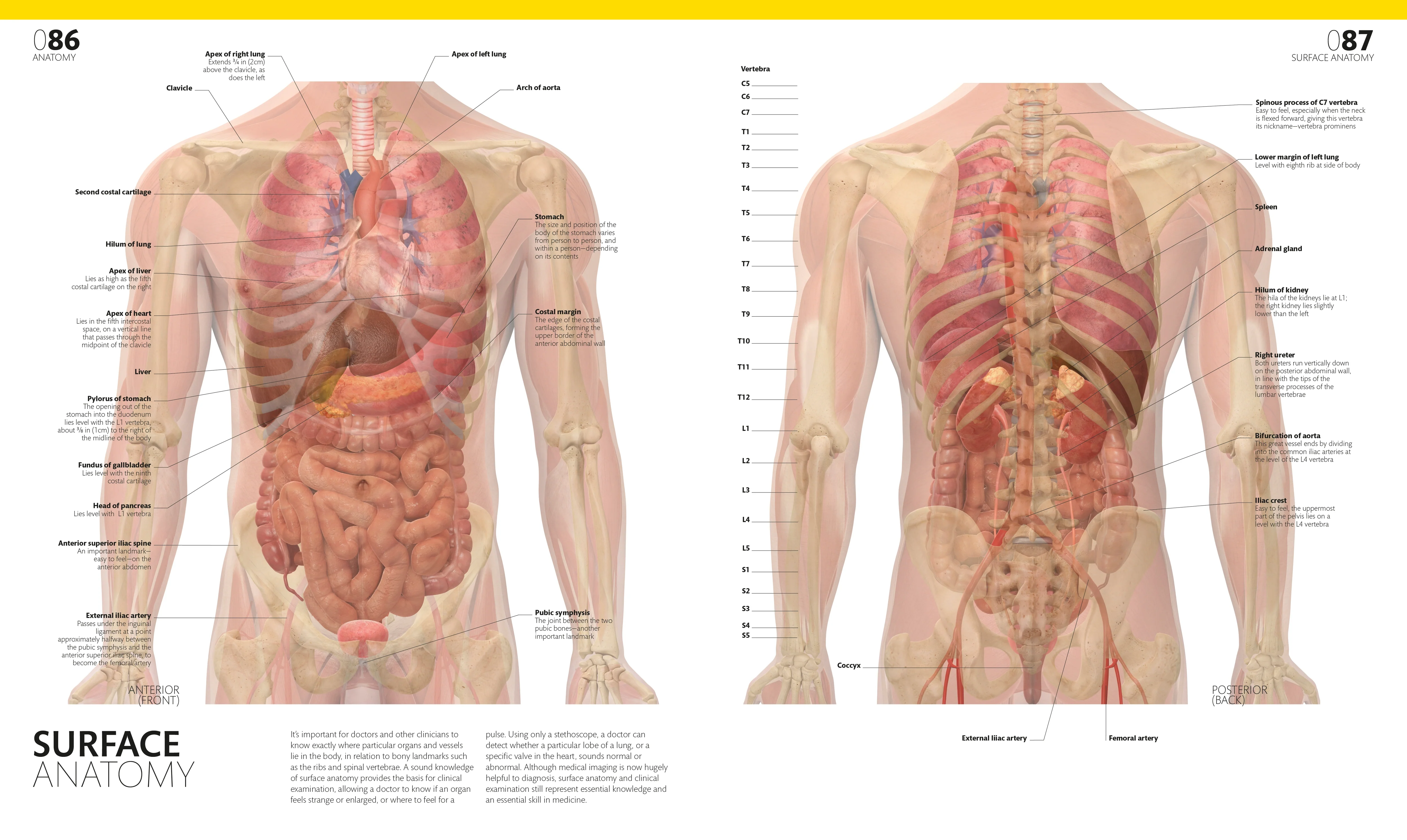 The Complete Human Body - Image 4