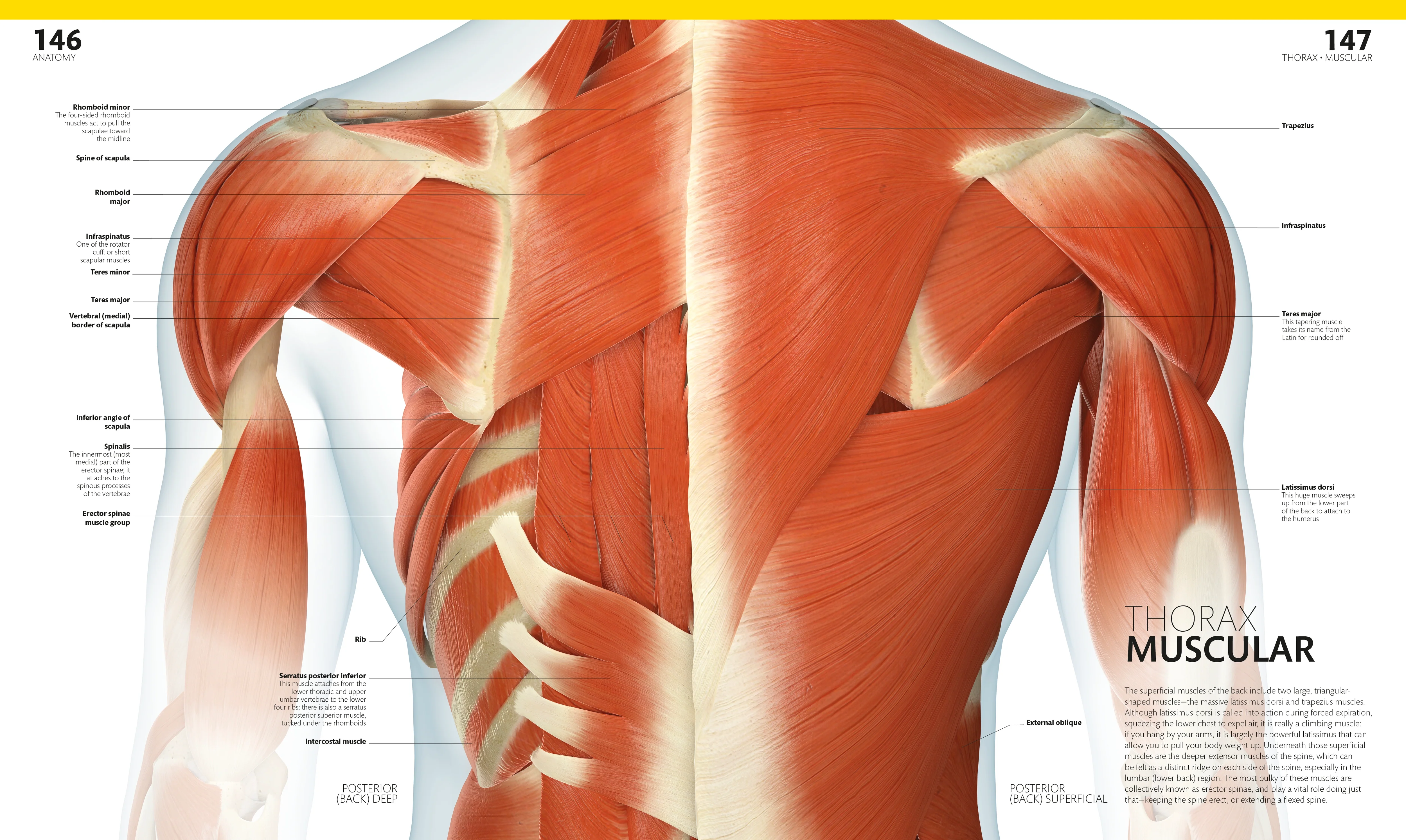 The Complete Human Body - Image 5
