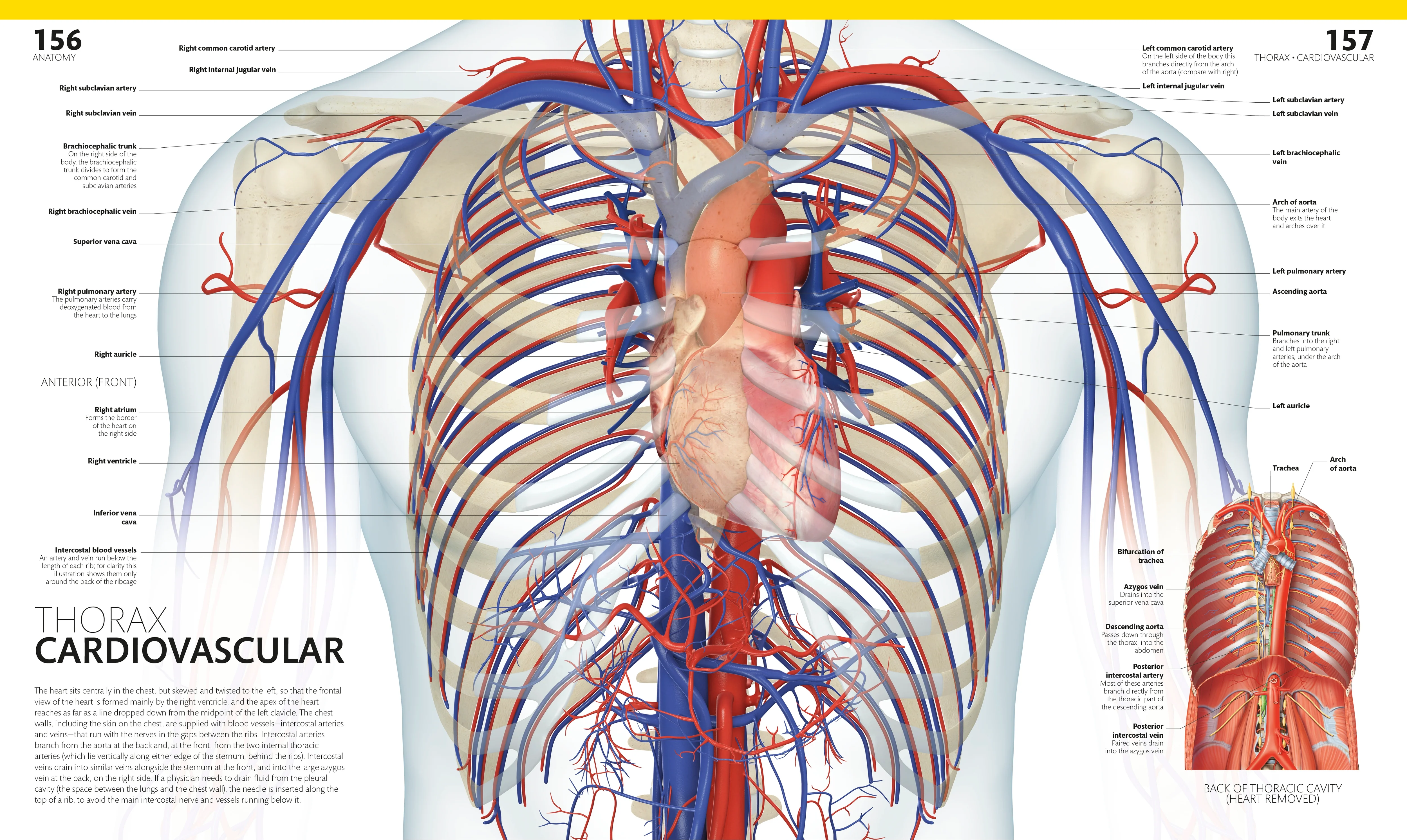 The Complete Human Body - Image 6