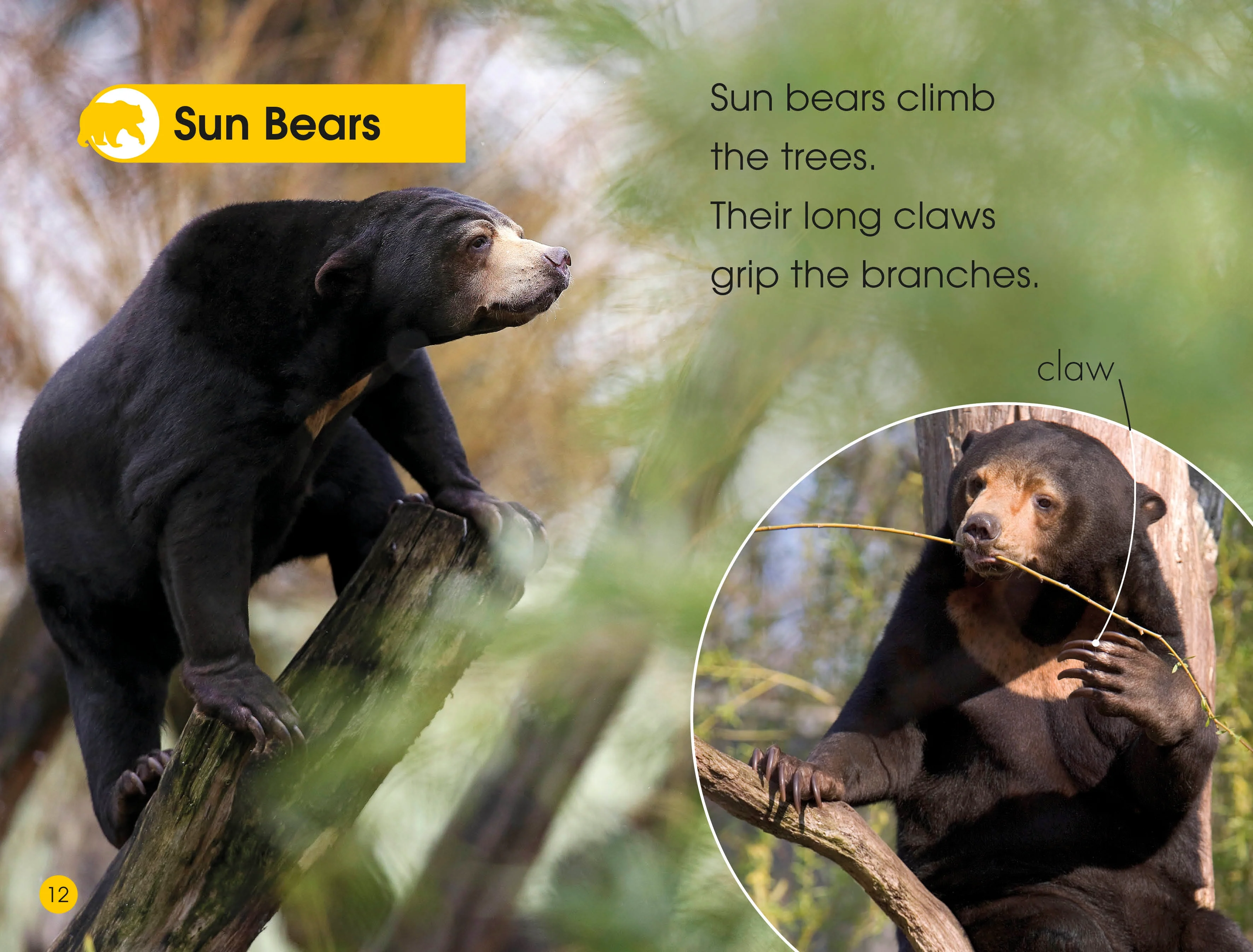 DK Readers L1: Jungle Animals - Image 4