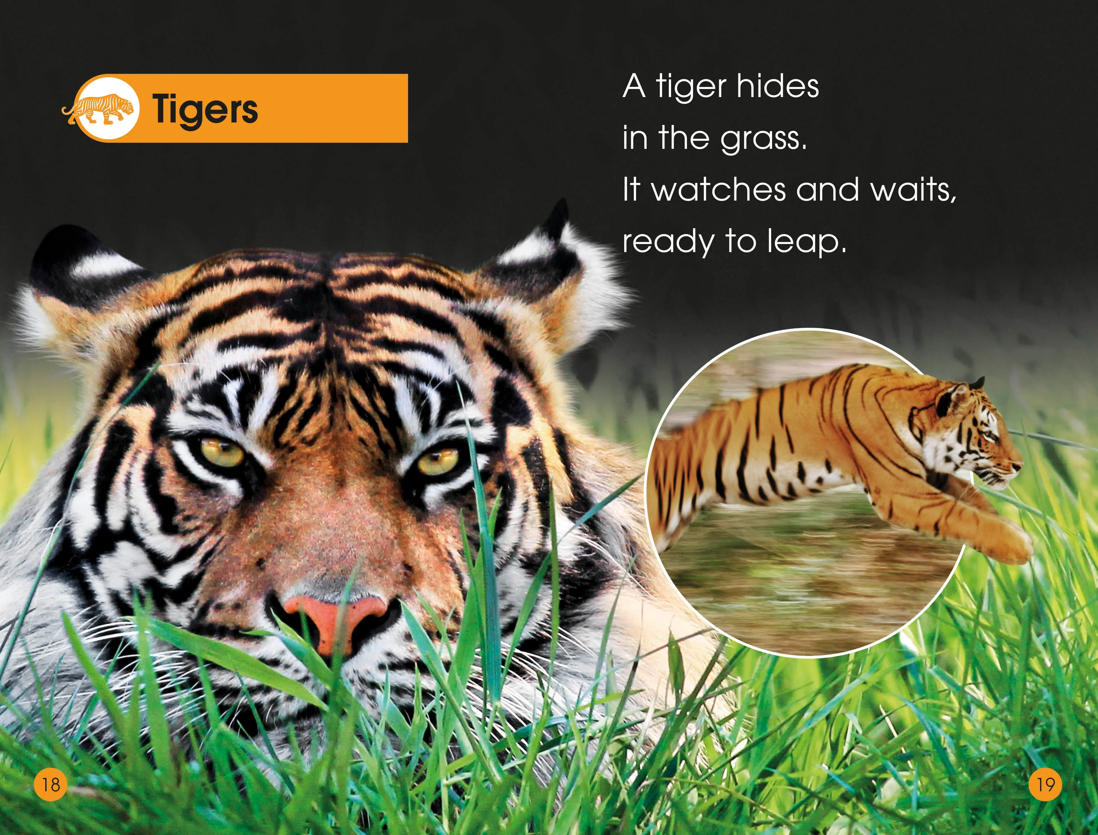 DK Readers L1: Jungle Animals - Image 5