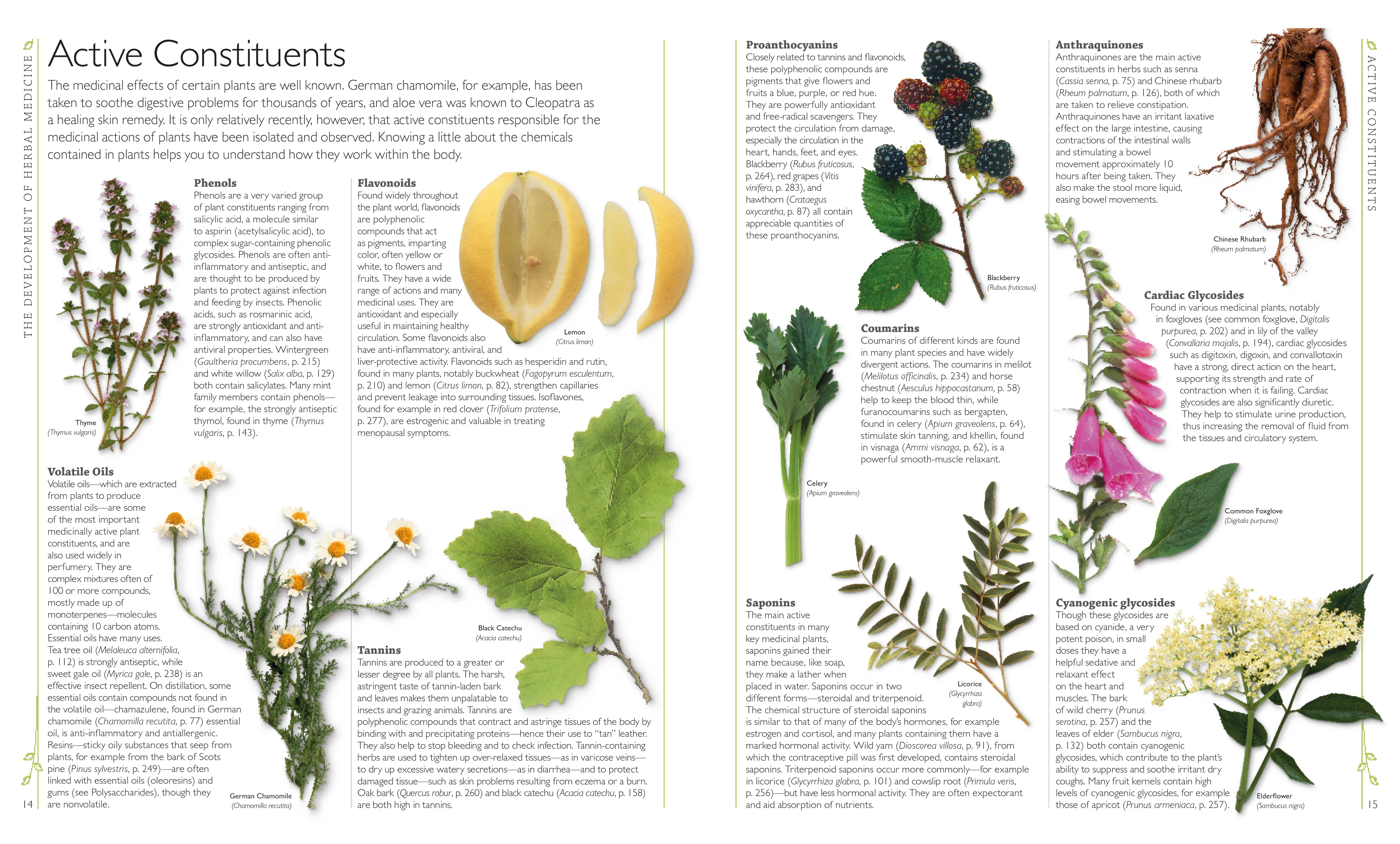 Encyclopedia of Herbal Medicine - Image 2