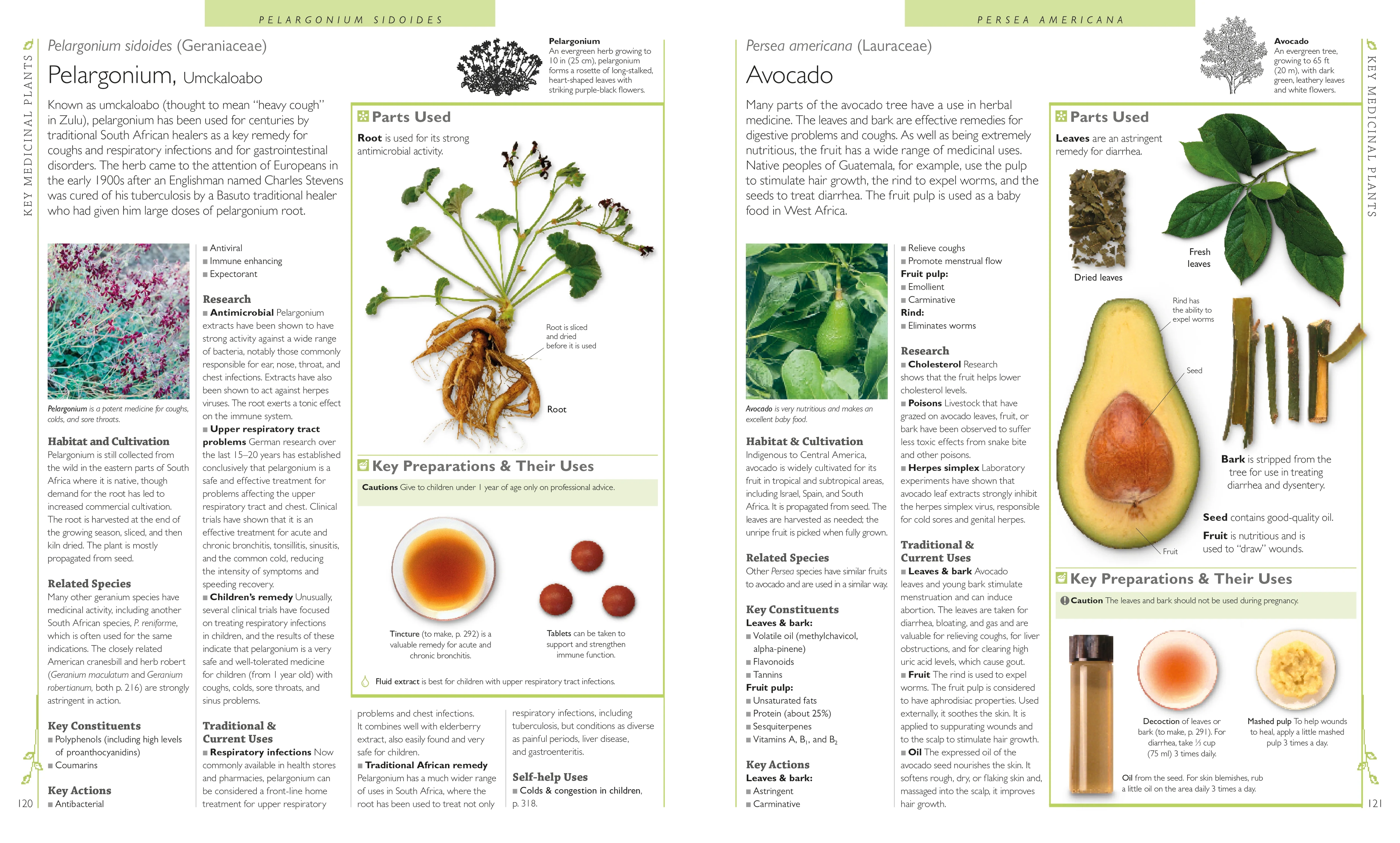 Encyclopedia of Herbal Medicine - Image 3