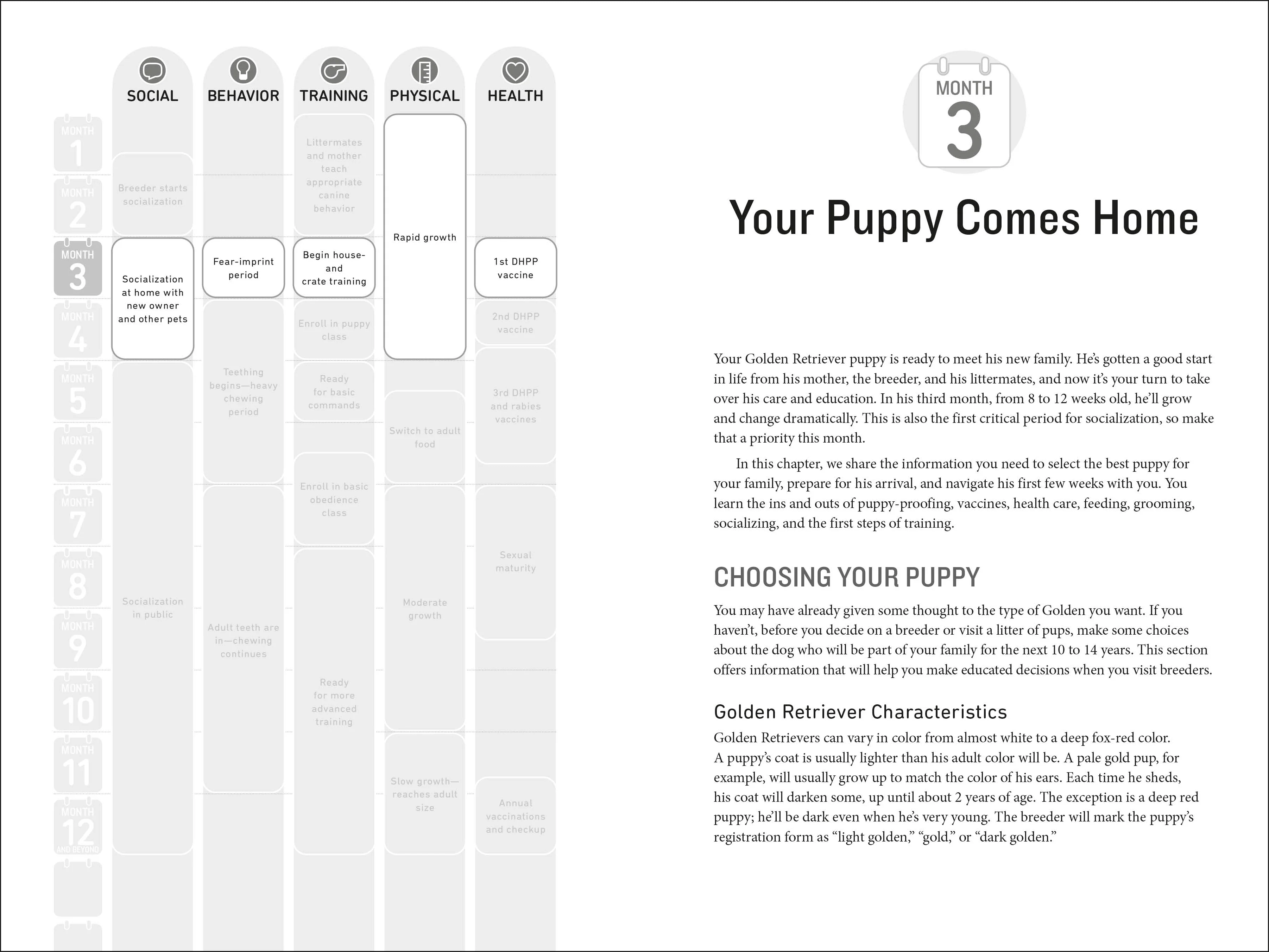 Your Golden Retriever Puppy Month by Month - Image 2