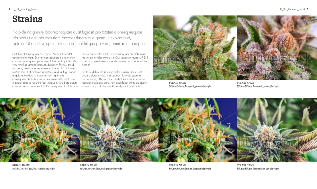 Growing Marijuana - Image 2