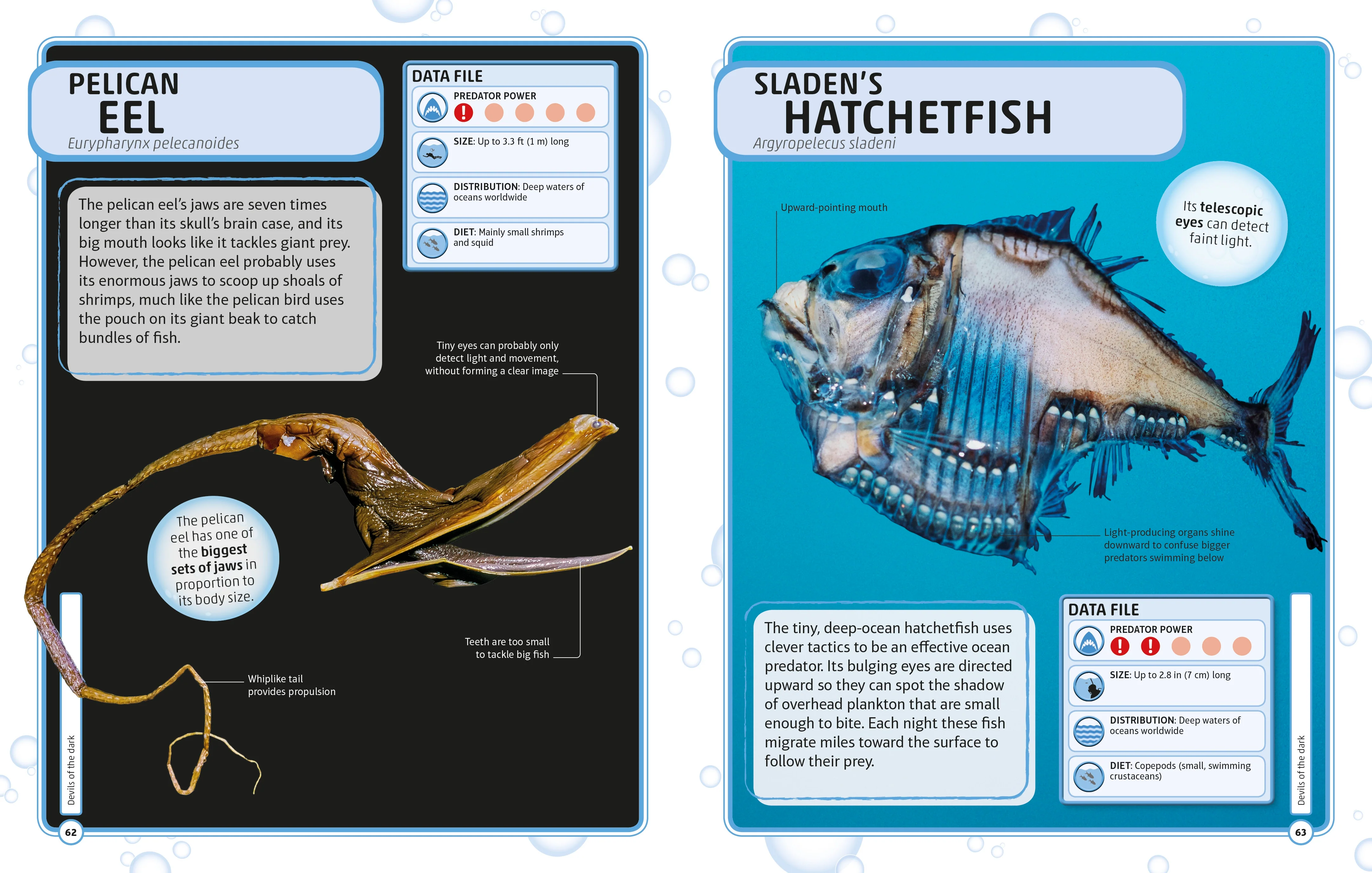 Sharks and Other Deadly Ocean Creatures Visual Encyclopedia - Image 3
