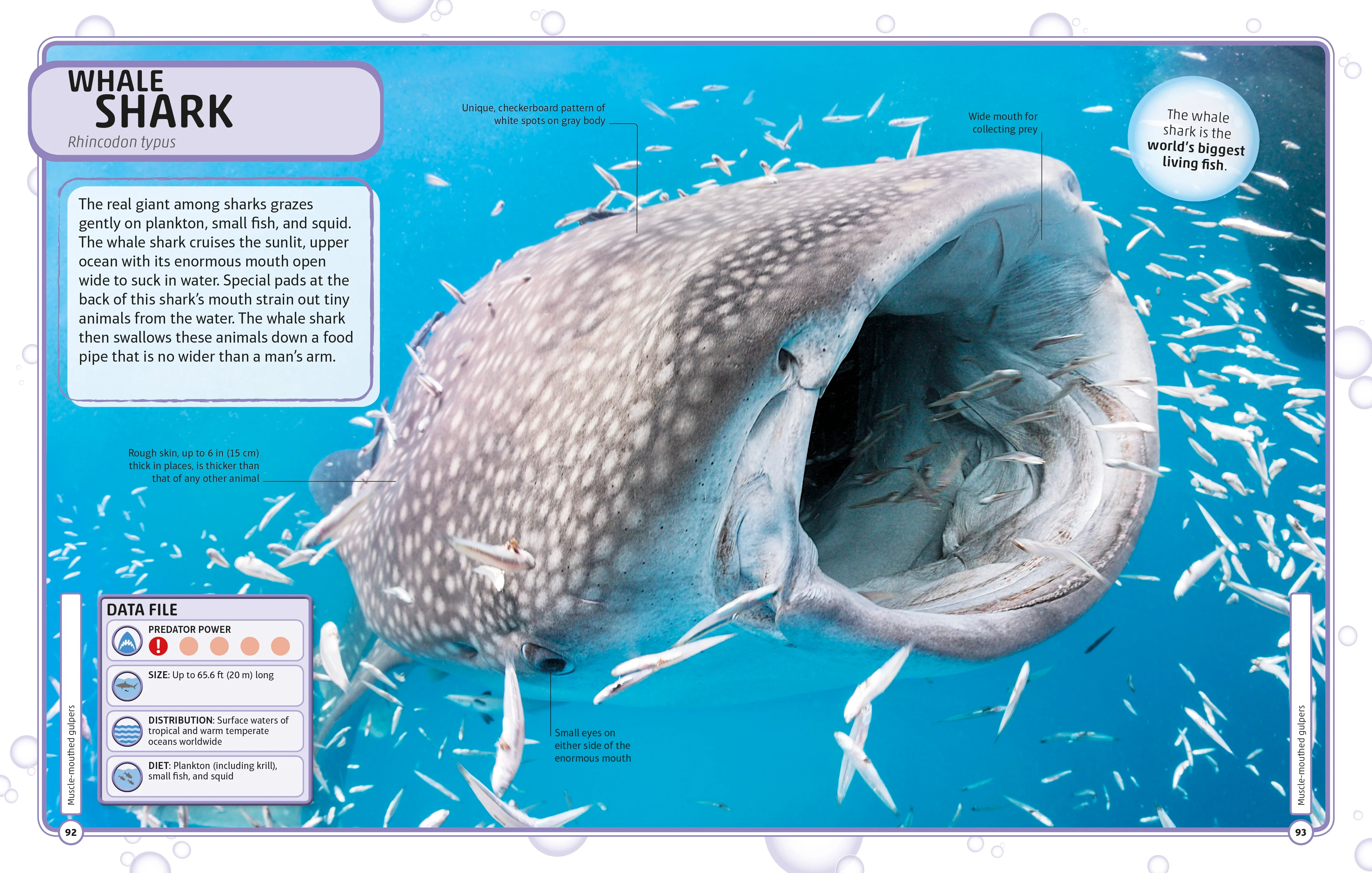 Sharks and Other Deadly Ocean Creatures Visual Encyclopedia - Image 4