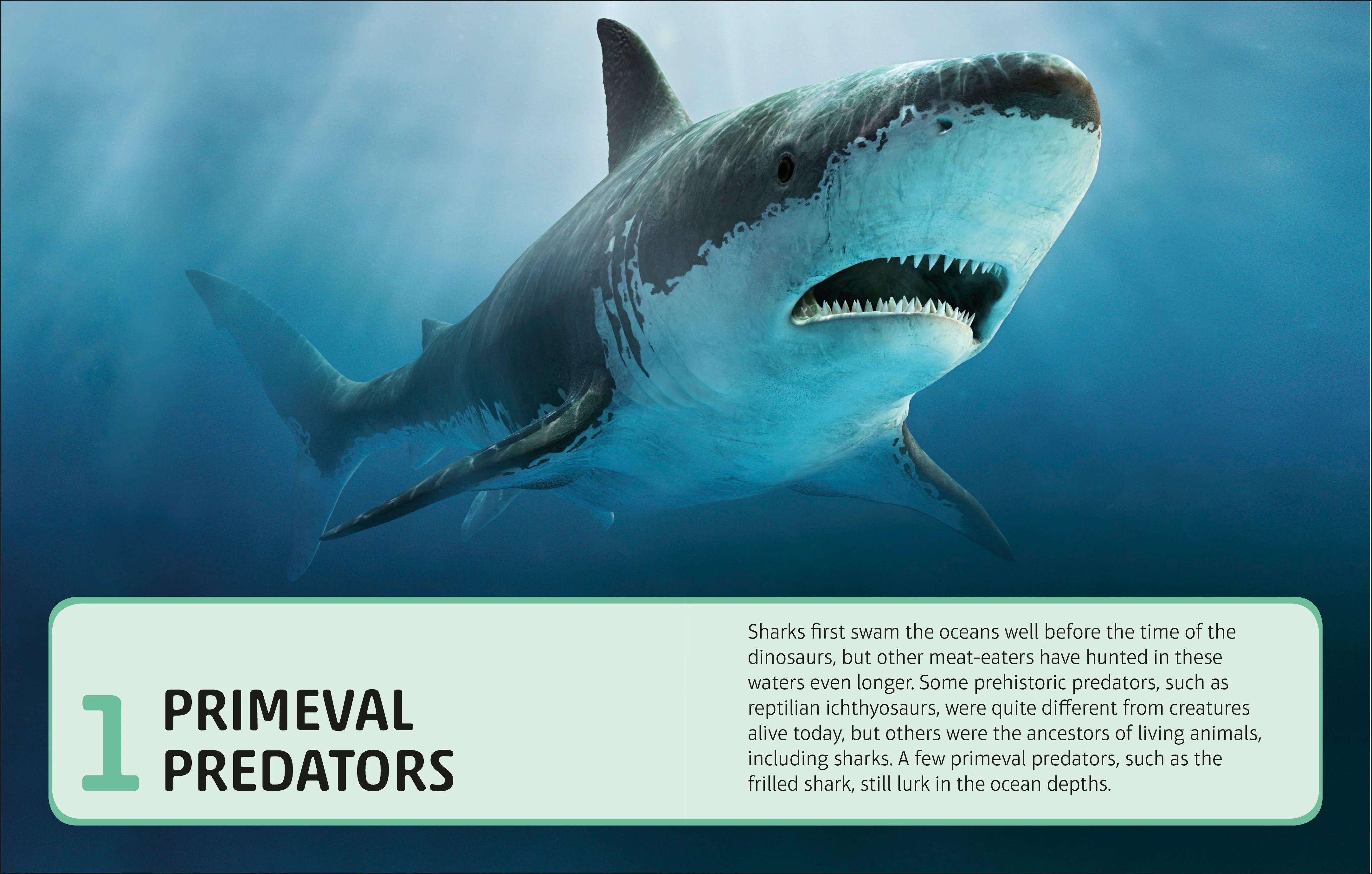 Sharks and Other Deadly Ocean Creatures Visual Encyclopedia - Image 6