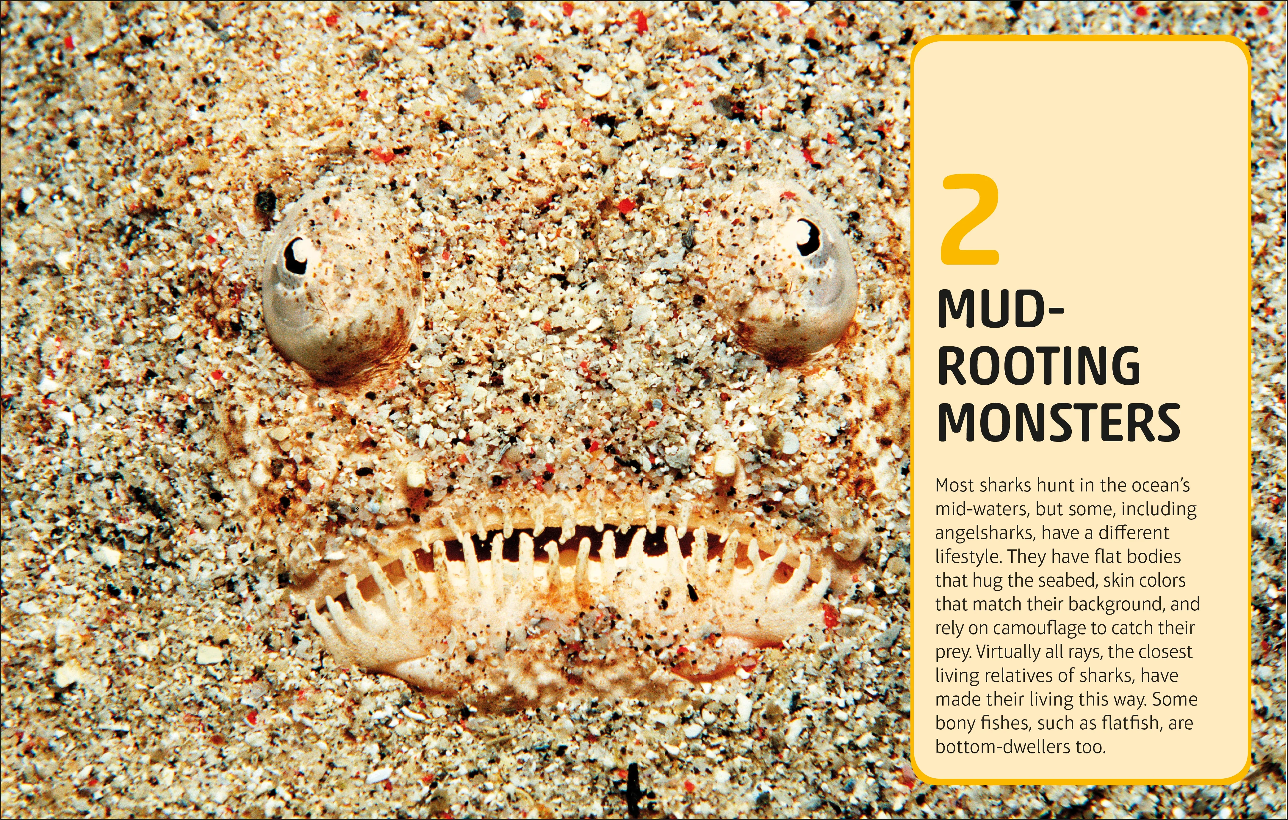 Sharks and Other Deadly Ocean Creatures Visual Encyclopedia - Image 8