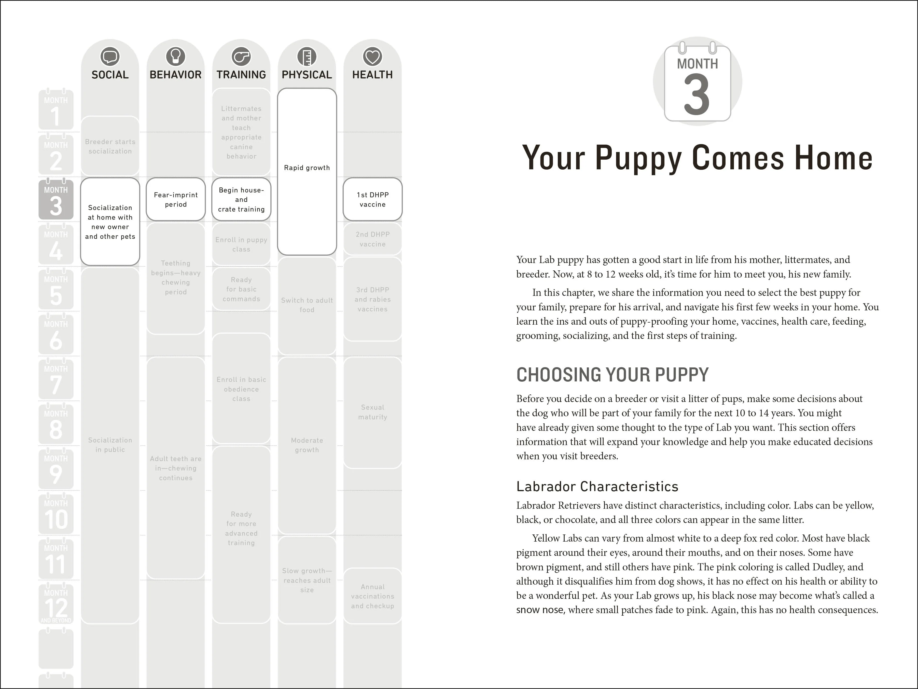 Your Labrador Retriever Puppy Month by Month, 2nd Edition - Image 3