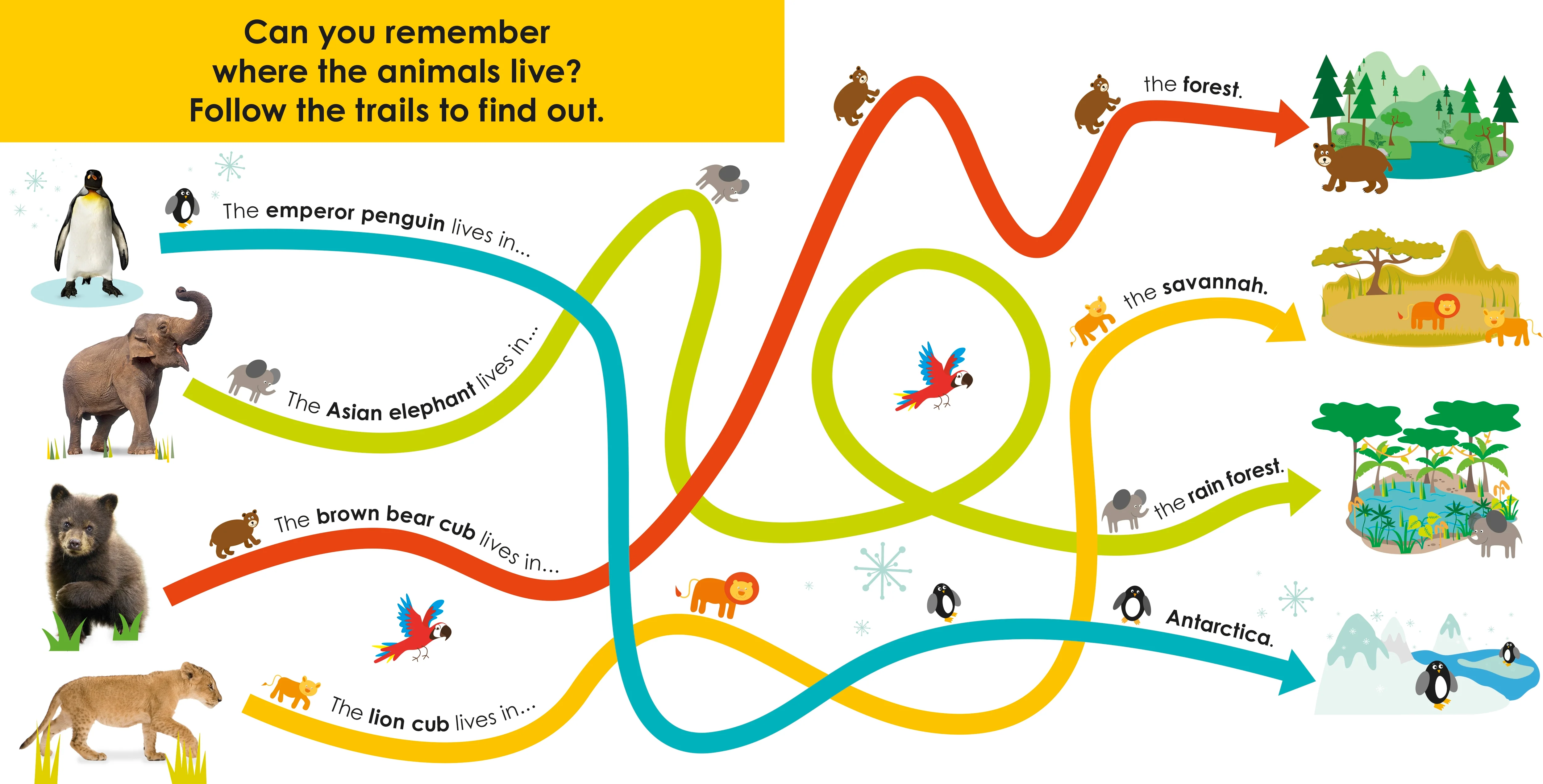Follow the Trail: Wild Animals - Image 4