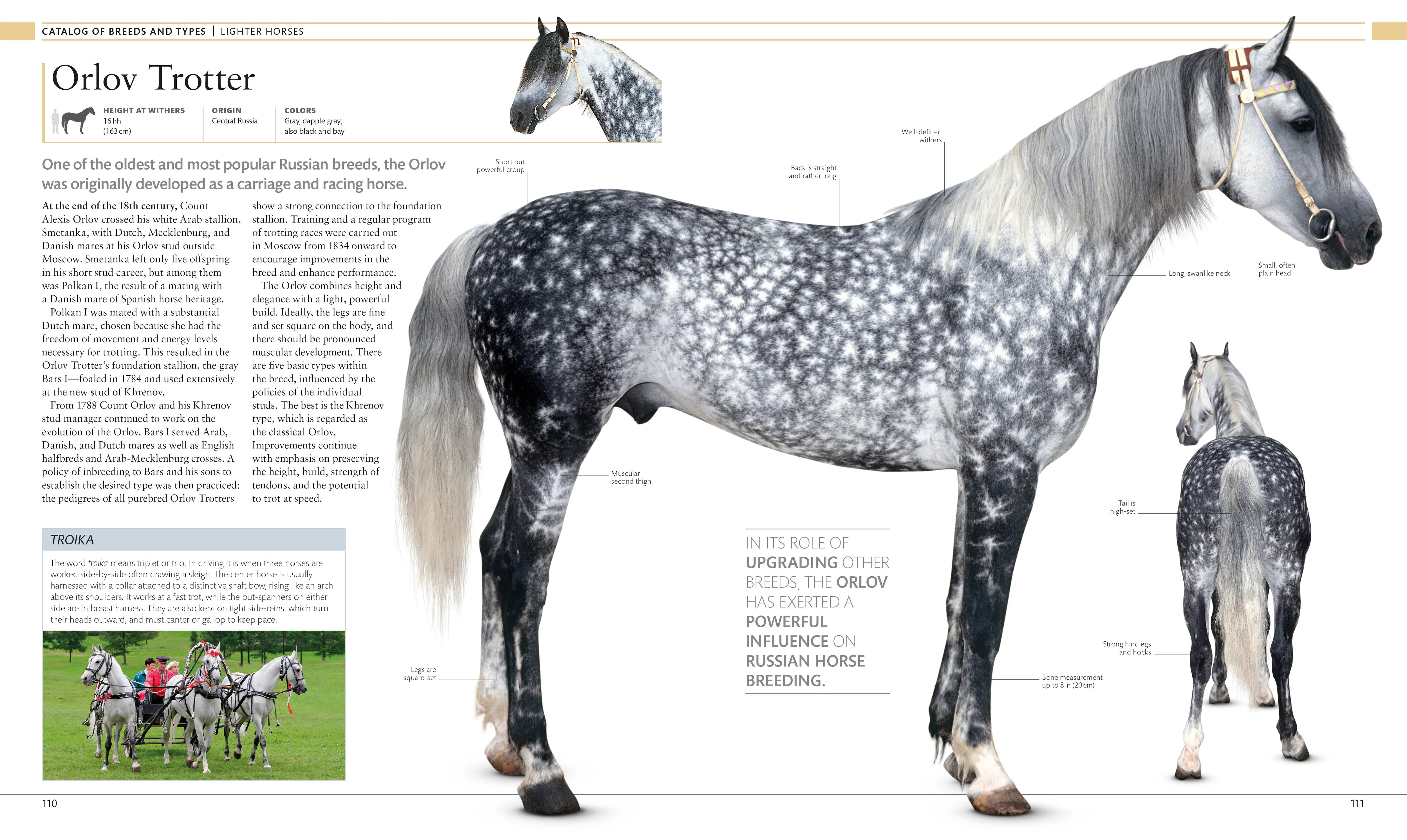 The Horse Encyclopedia - Image 3