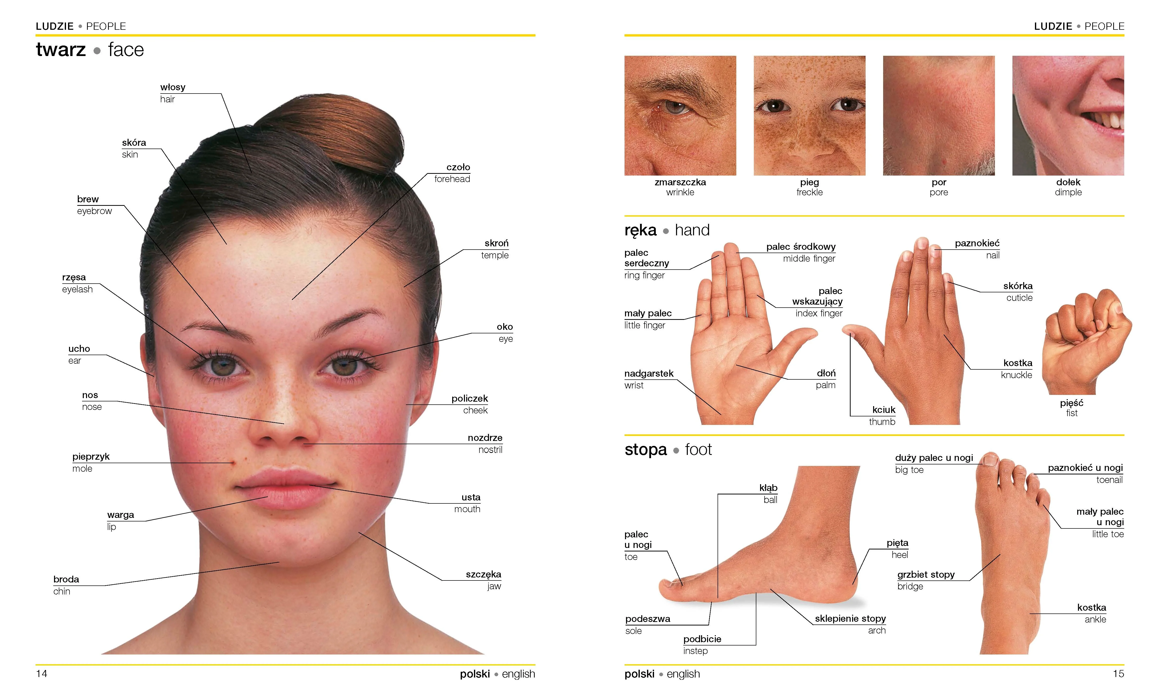 Polish-English Bilingual Visual Dictionary - Image 2