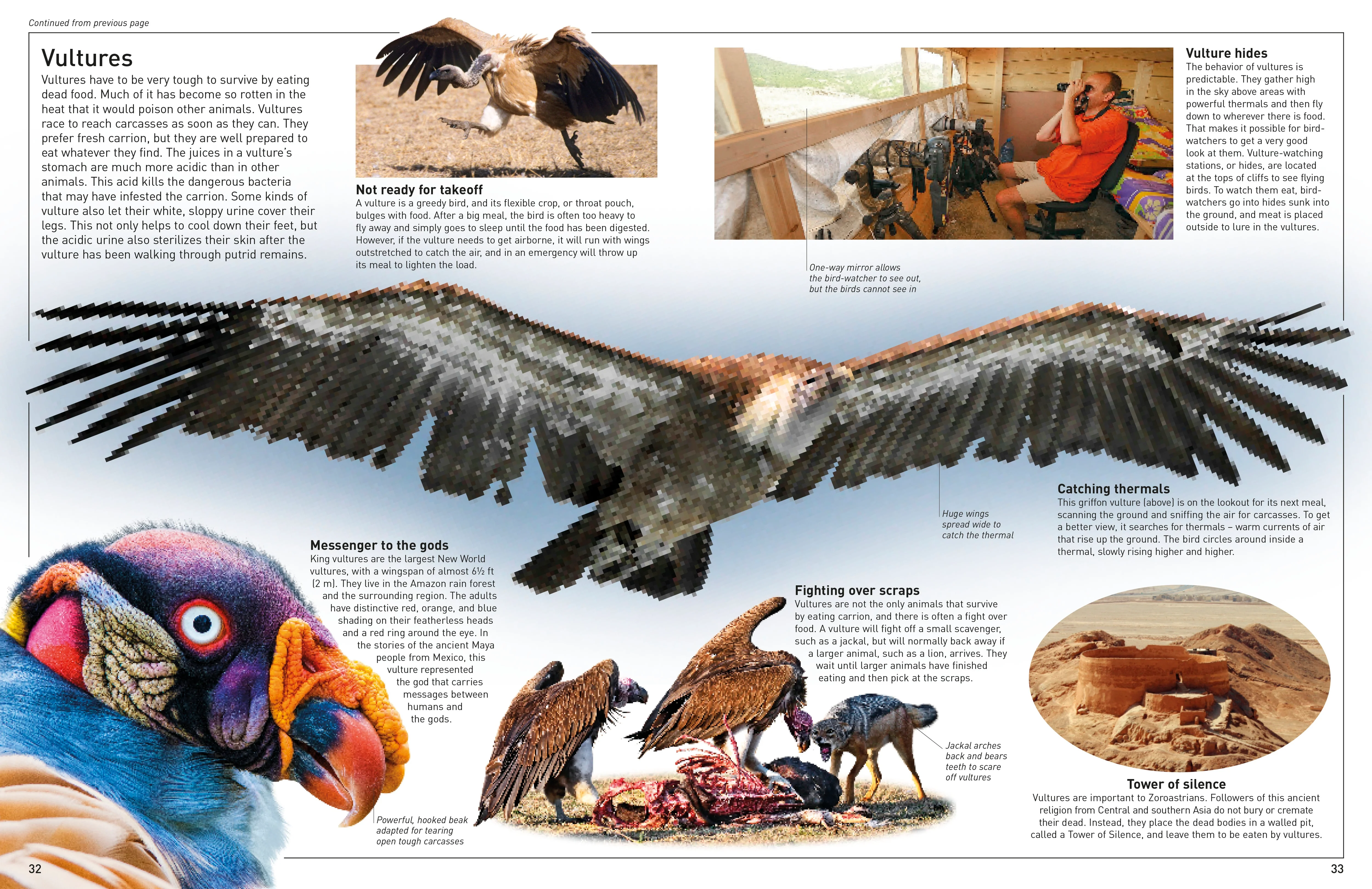 DK Eyewitness Books: Eagle and Birds of Prey - Image 3
