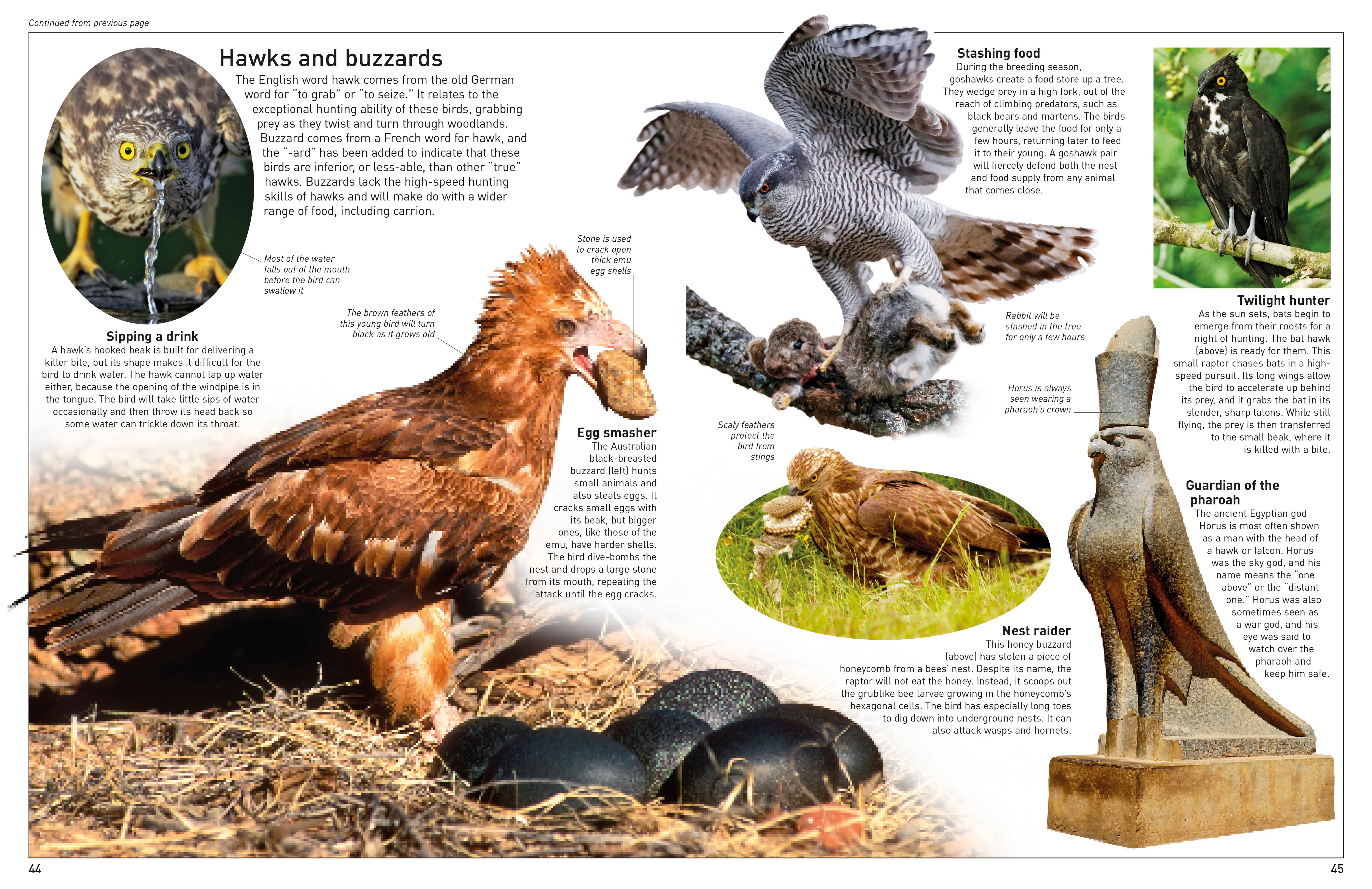 DK Eyewitness Books: Eagle and Birds of Prey - Image 4