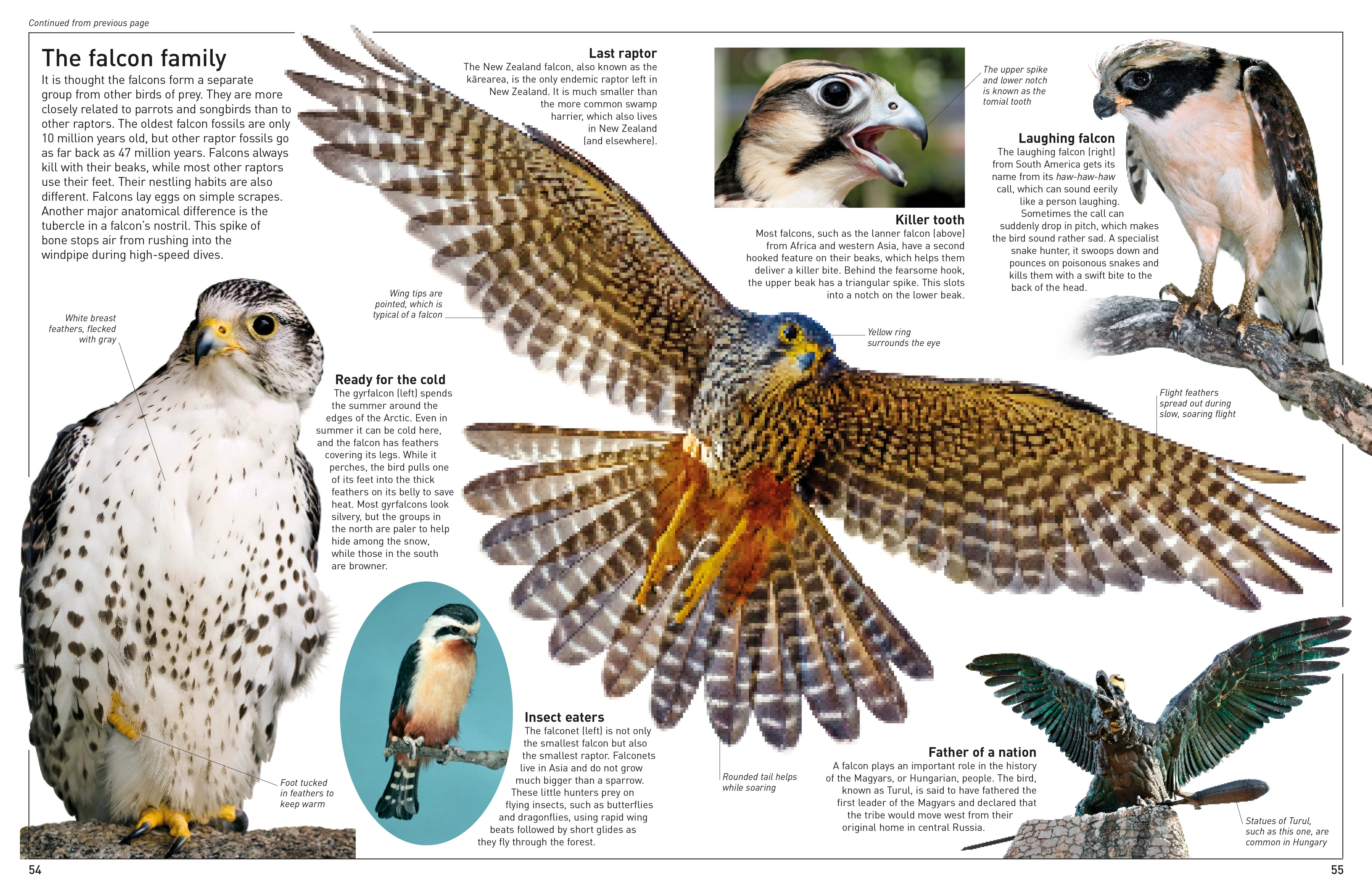 DK Eyewitness Books: Eagle and Birds of Prey - Image 5