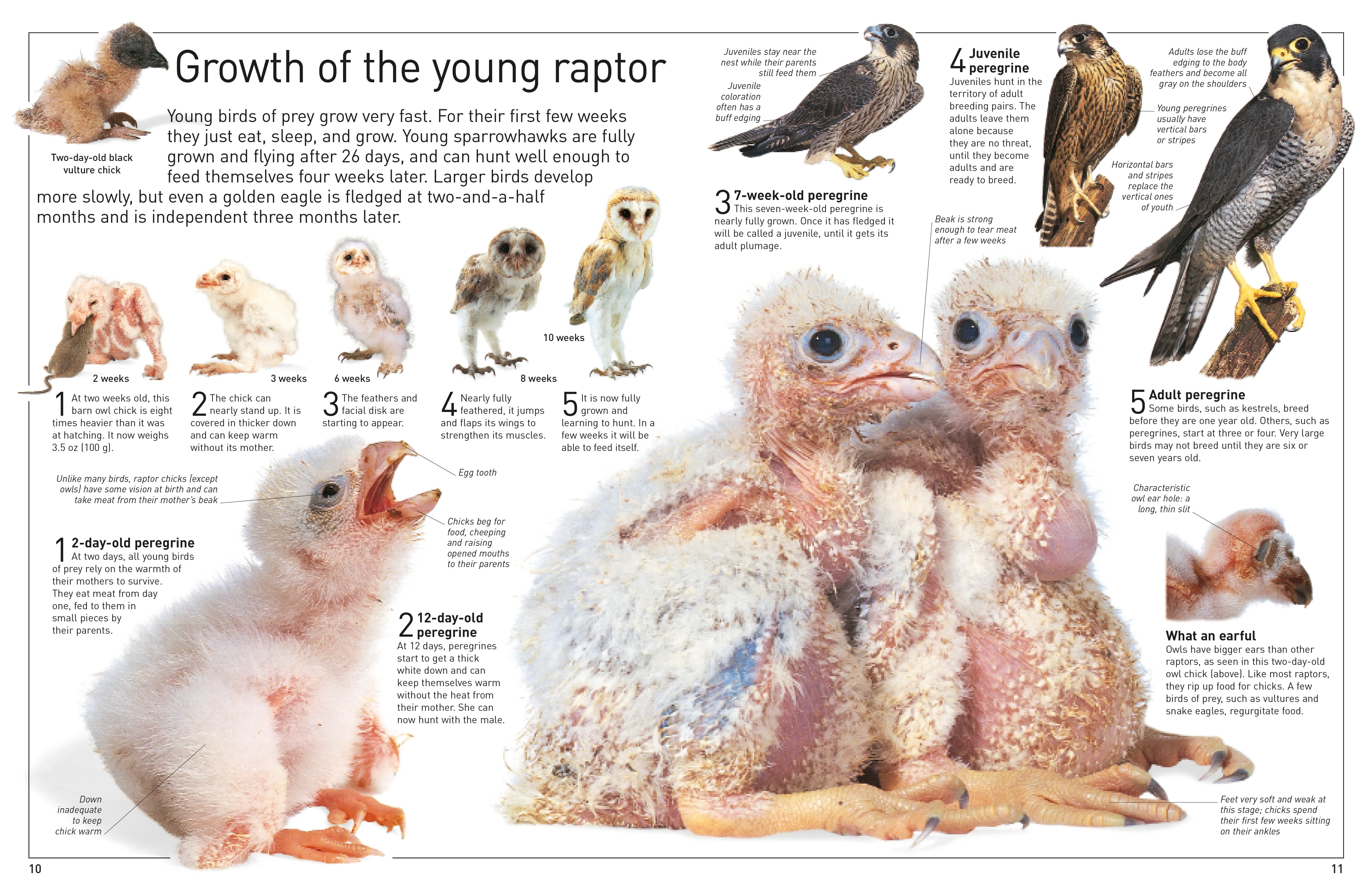 DK Eyewitness Books: Eagle and Birds of Prey - Image 6