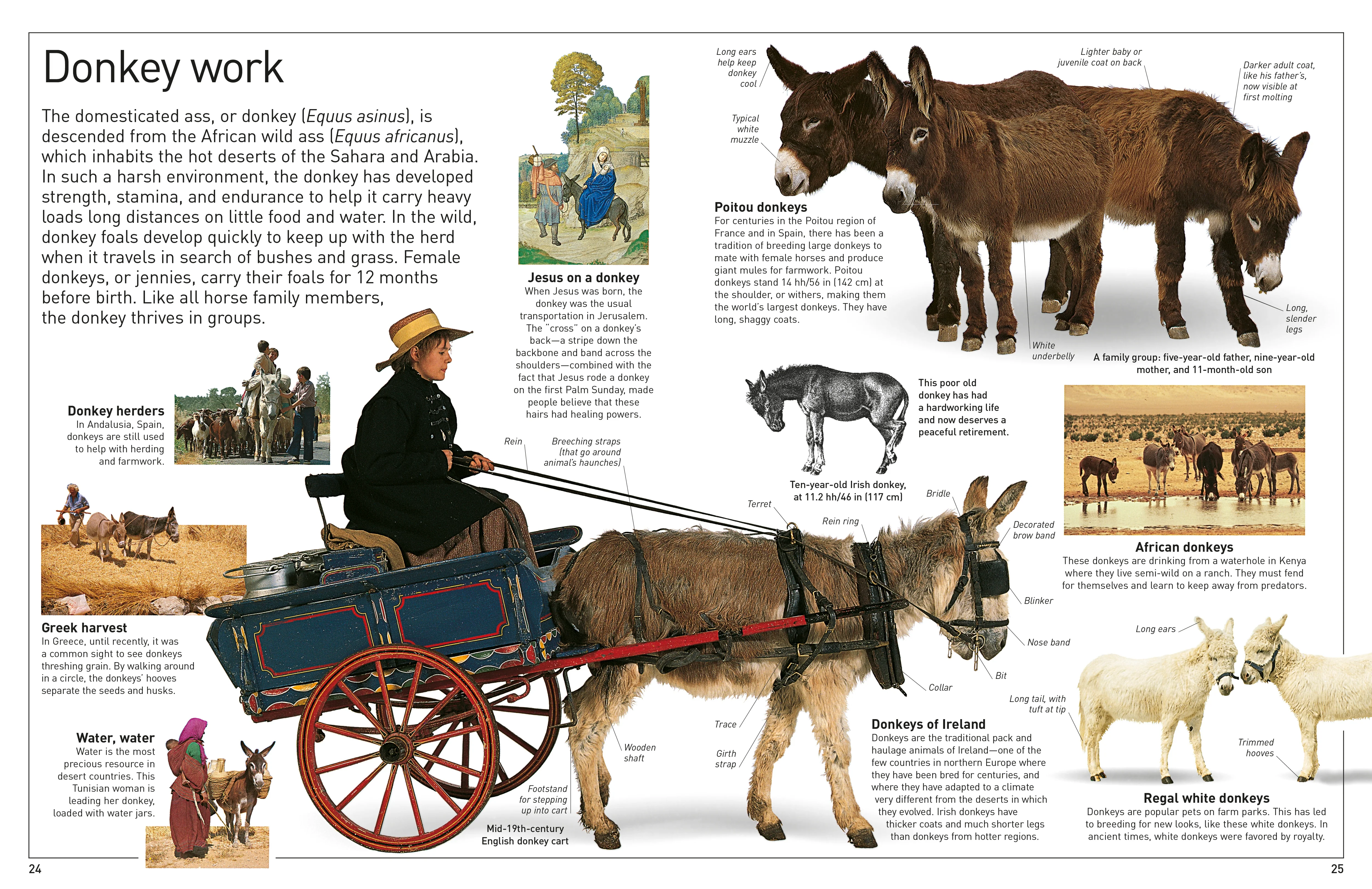DK Eyewitness Books: Horse - Image 3