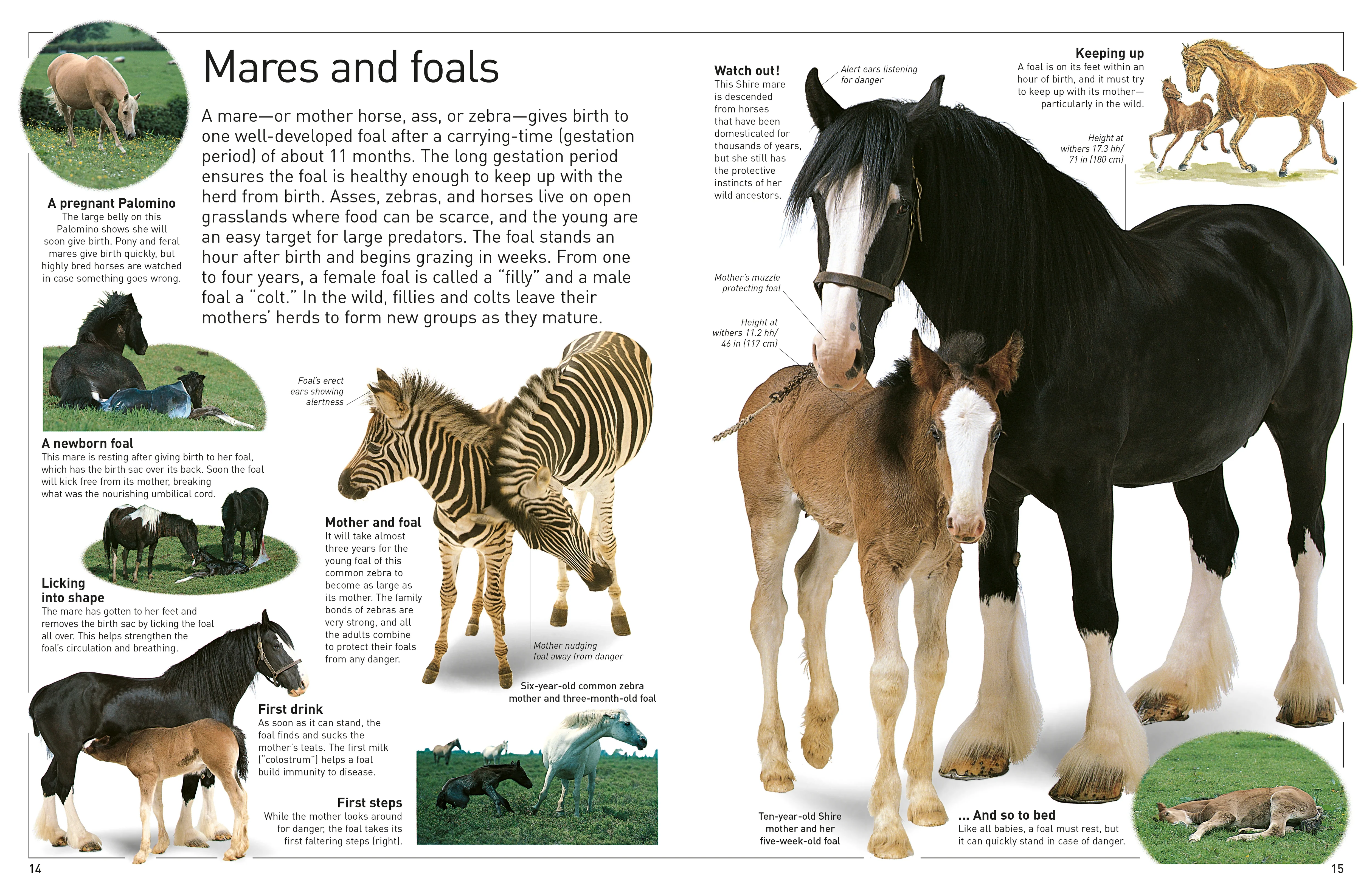 DK Eyewitness Books: Horse - Image 6