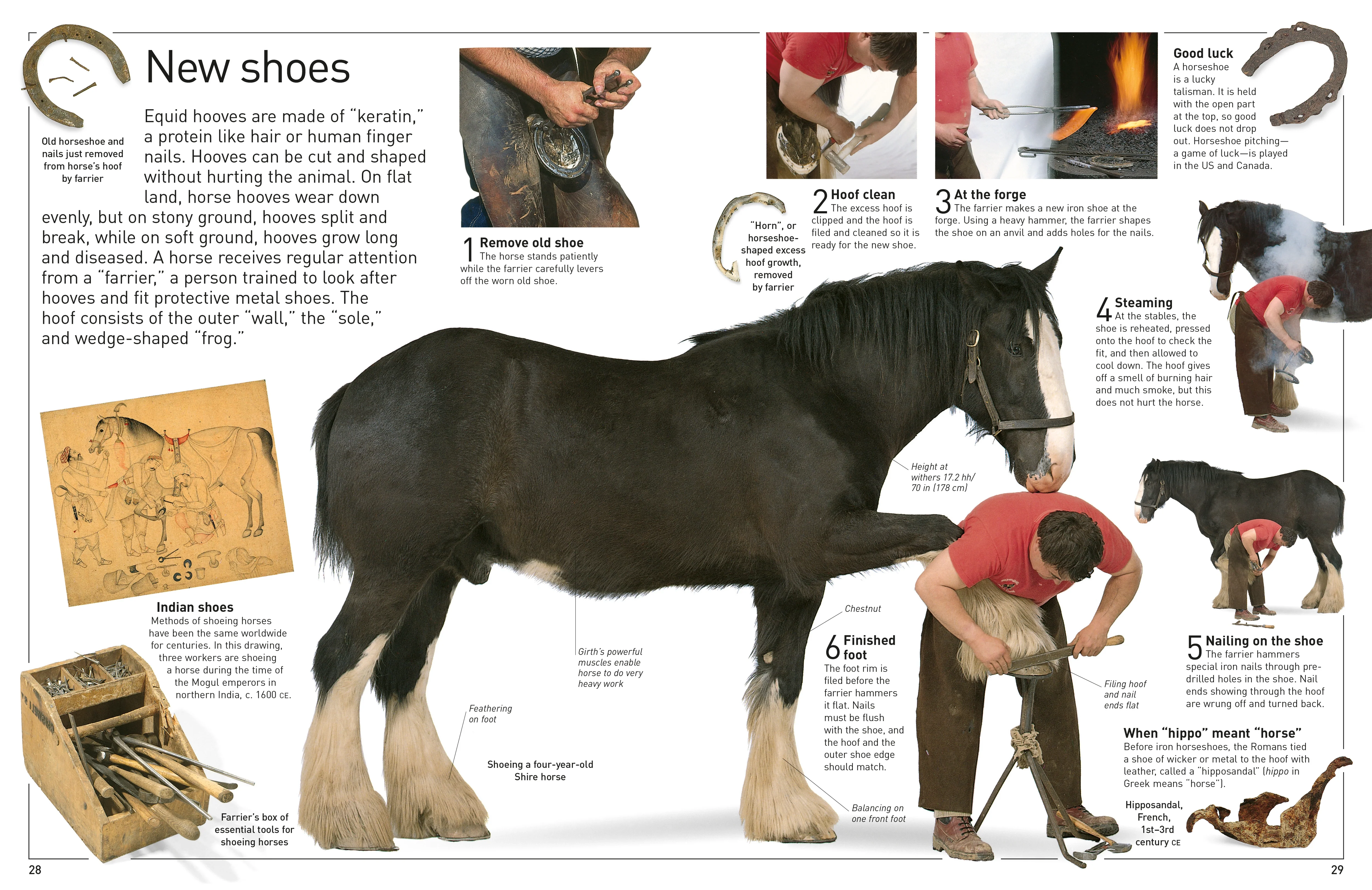 DK Eyewitness Books: Horse - Image 8