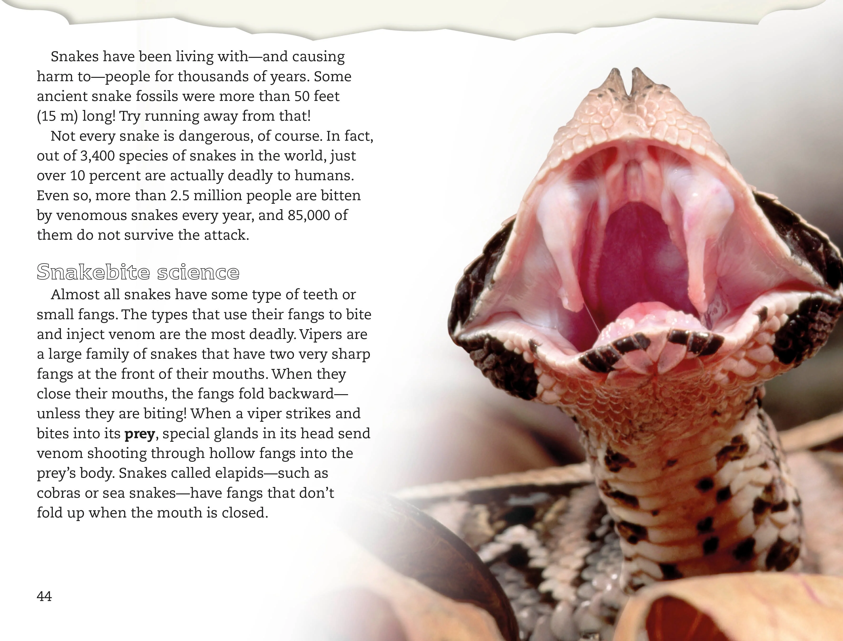 DK Readers L4: Spiders and Other Deadly Animals - Image 4