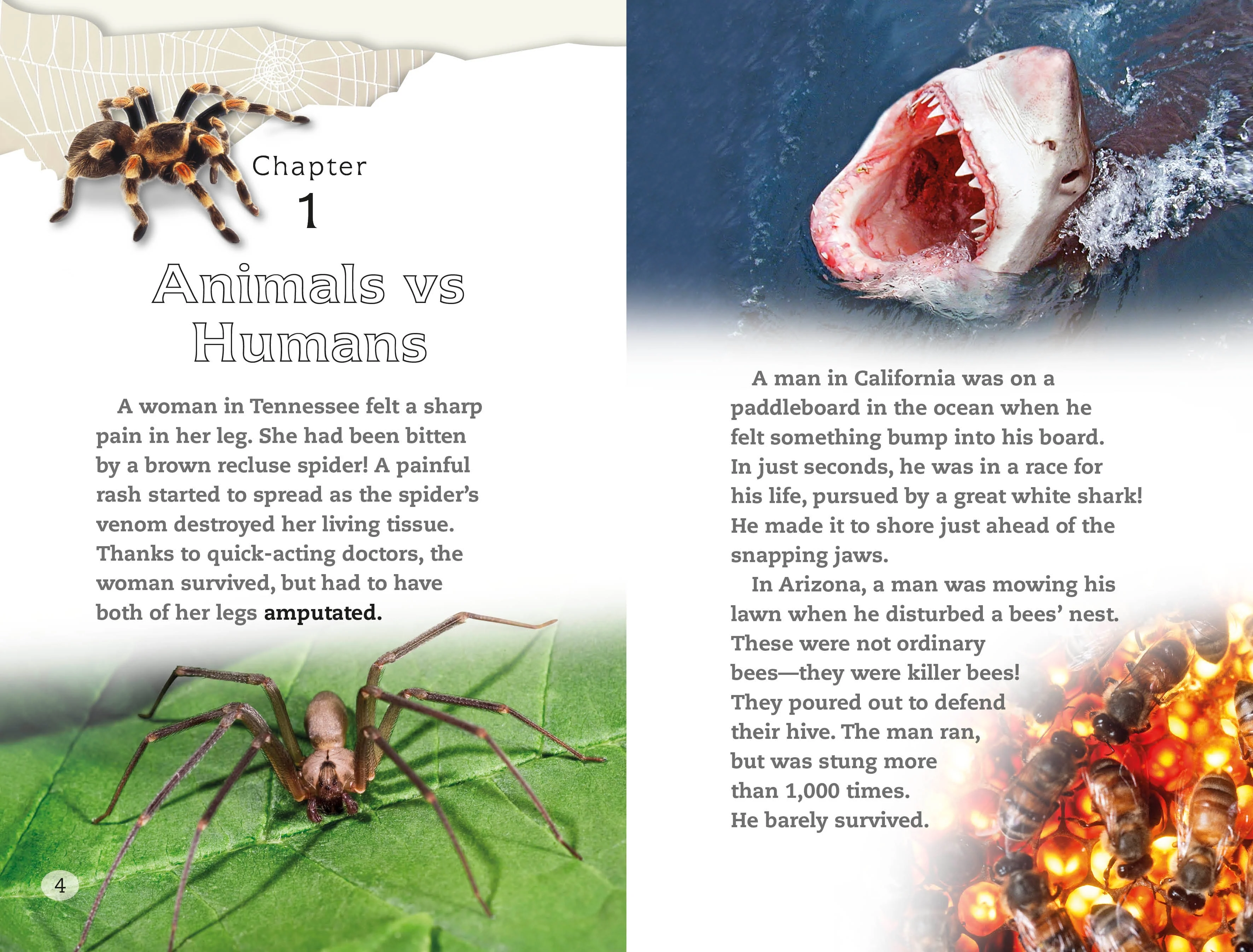 DK Readers L4: Spiders and Other Deadly Animals - Image 6