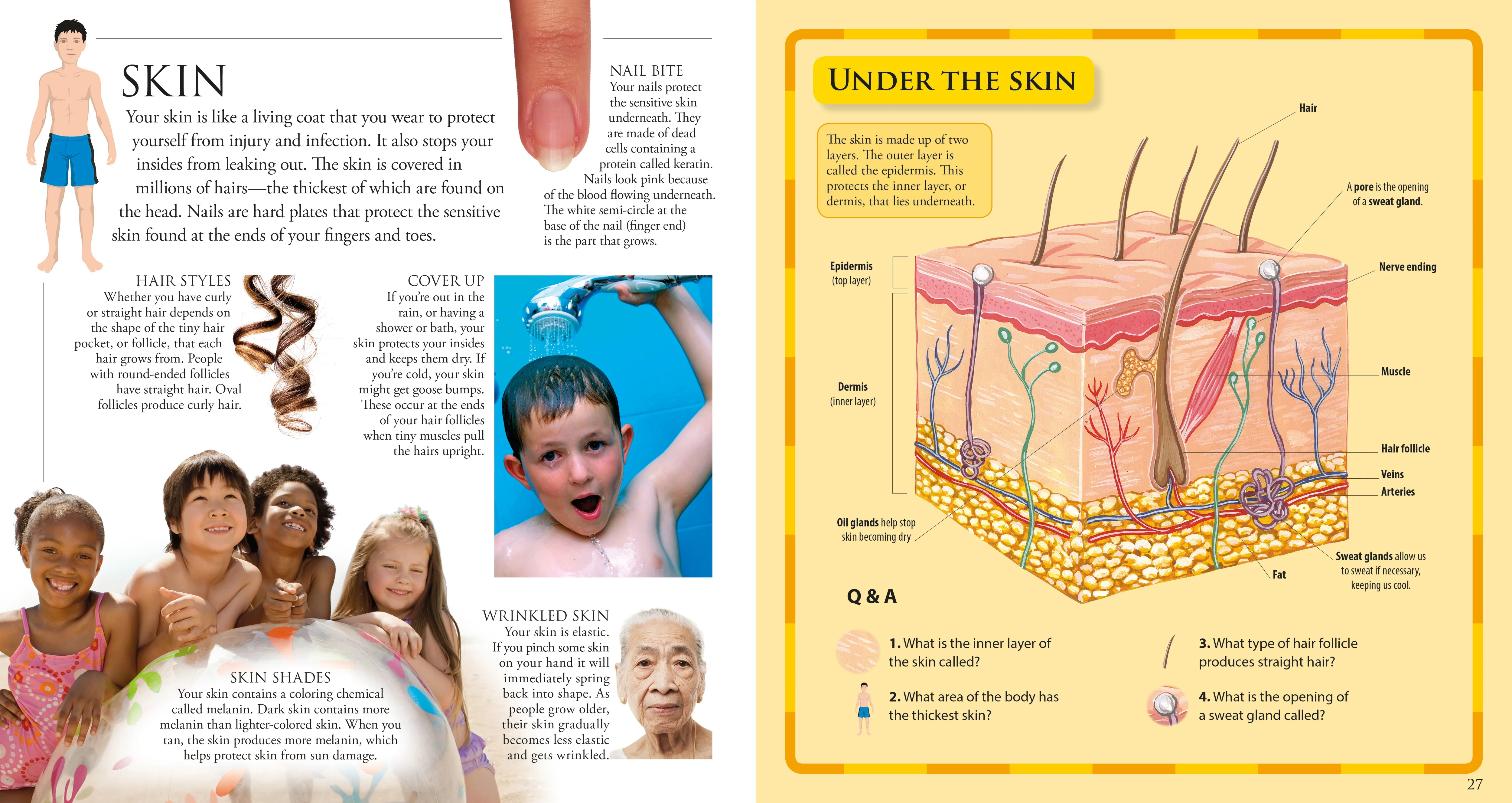 Amazing Pop-up Human Body - Image 5