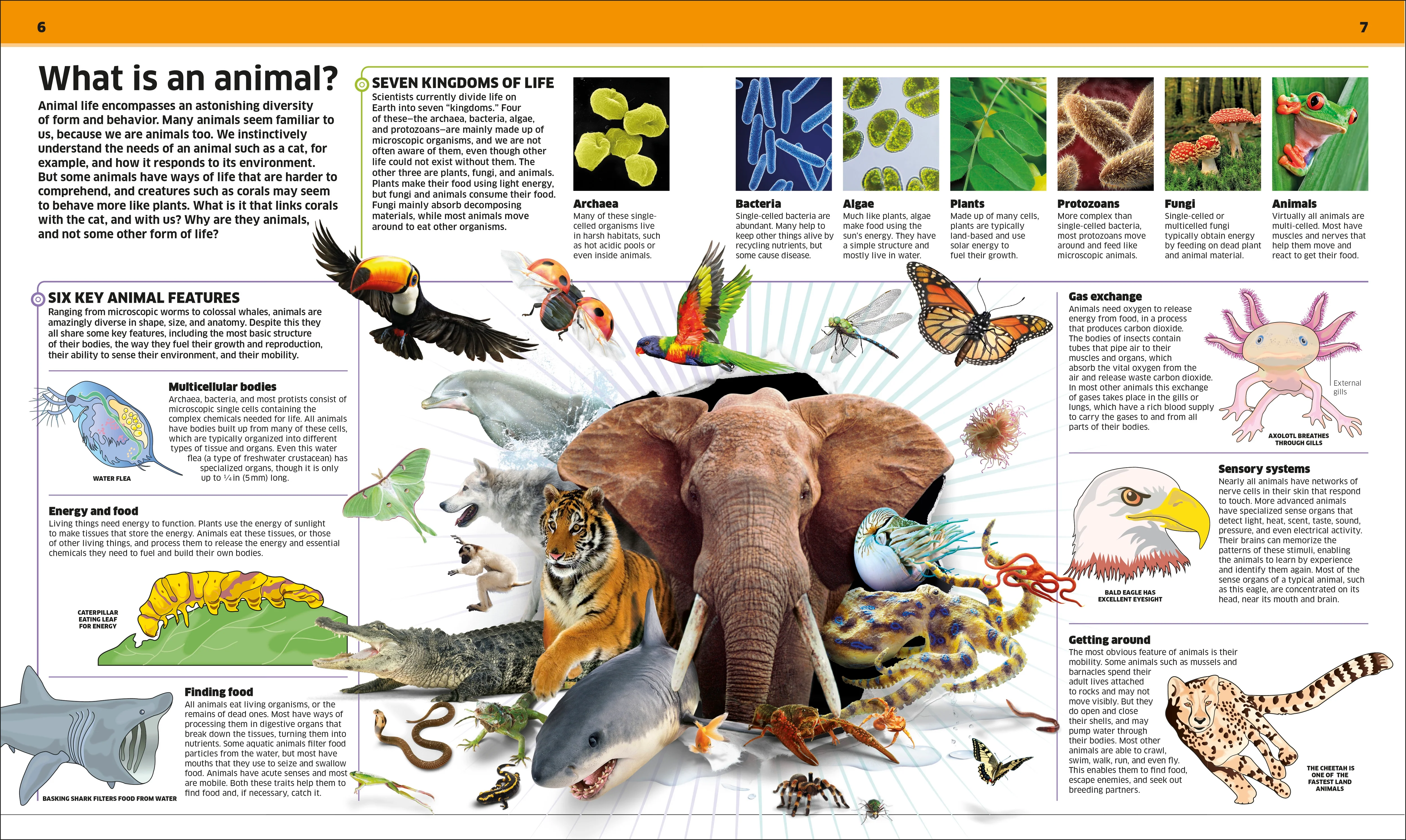 Knowledge Encyclopedia Animal! - Image 2