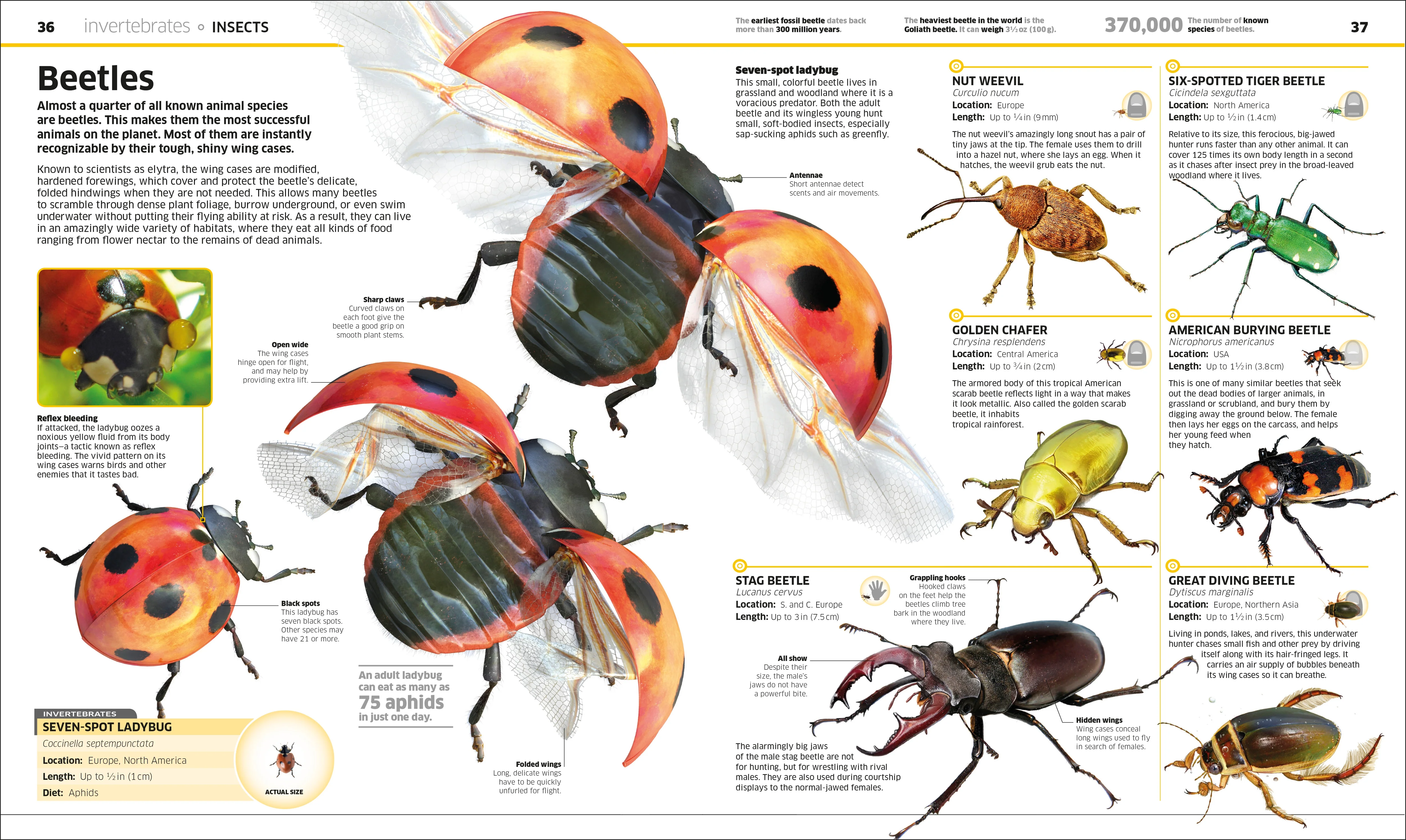 Knowledge Encyclopedia Animal! - Image 4