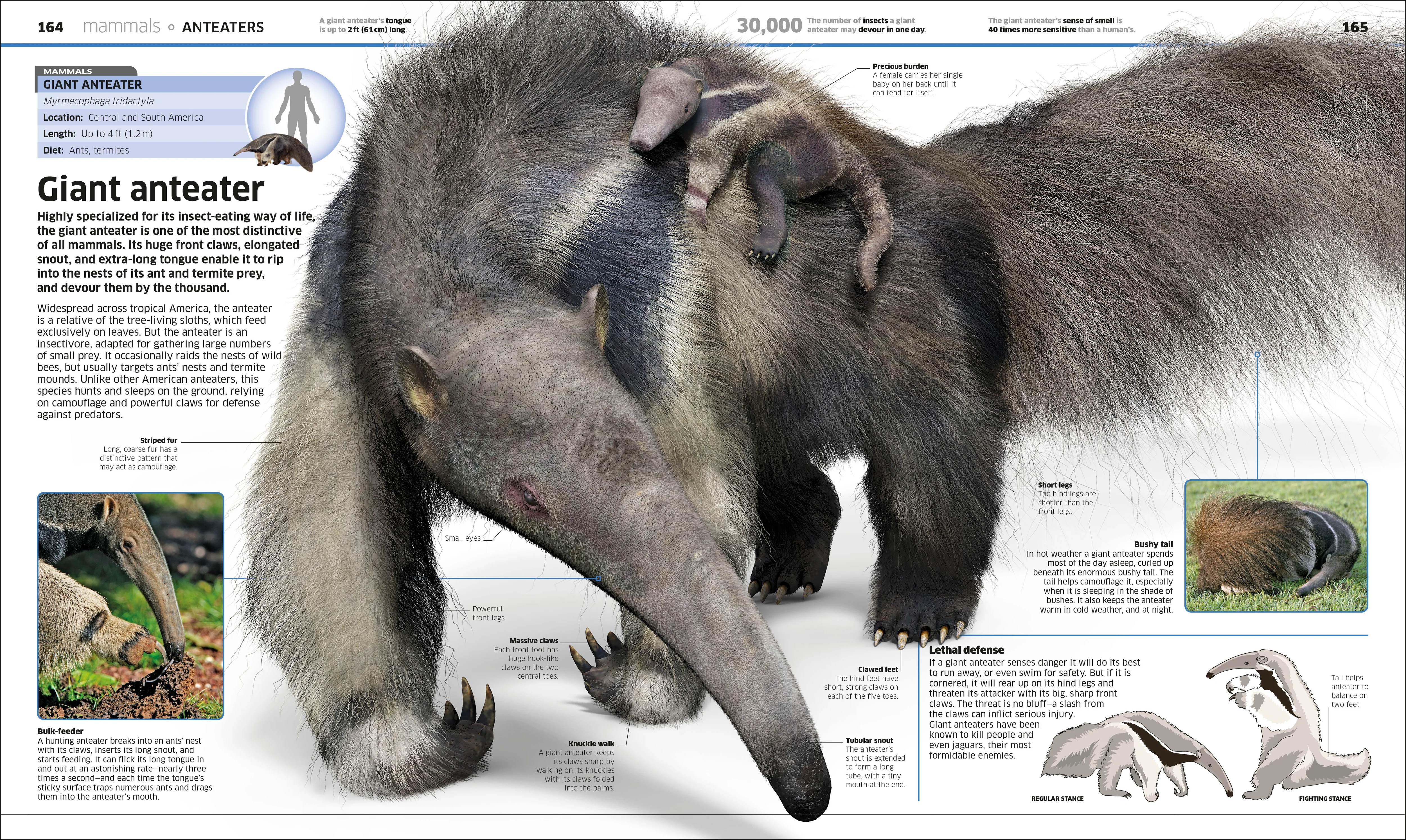 Knowledge Encyclopedia Animal! - Image 7