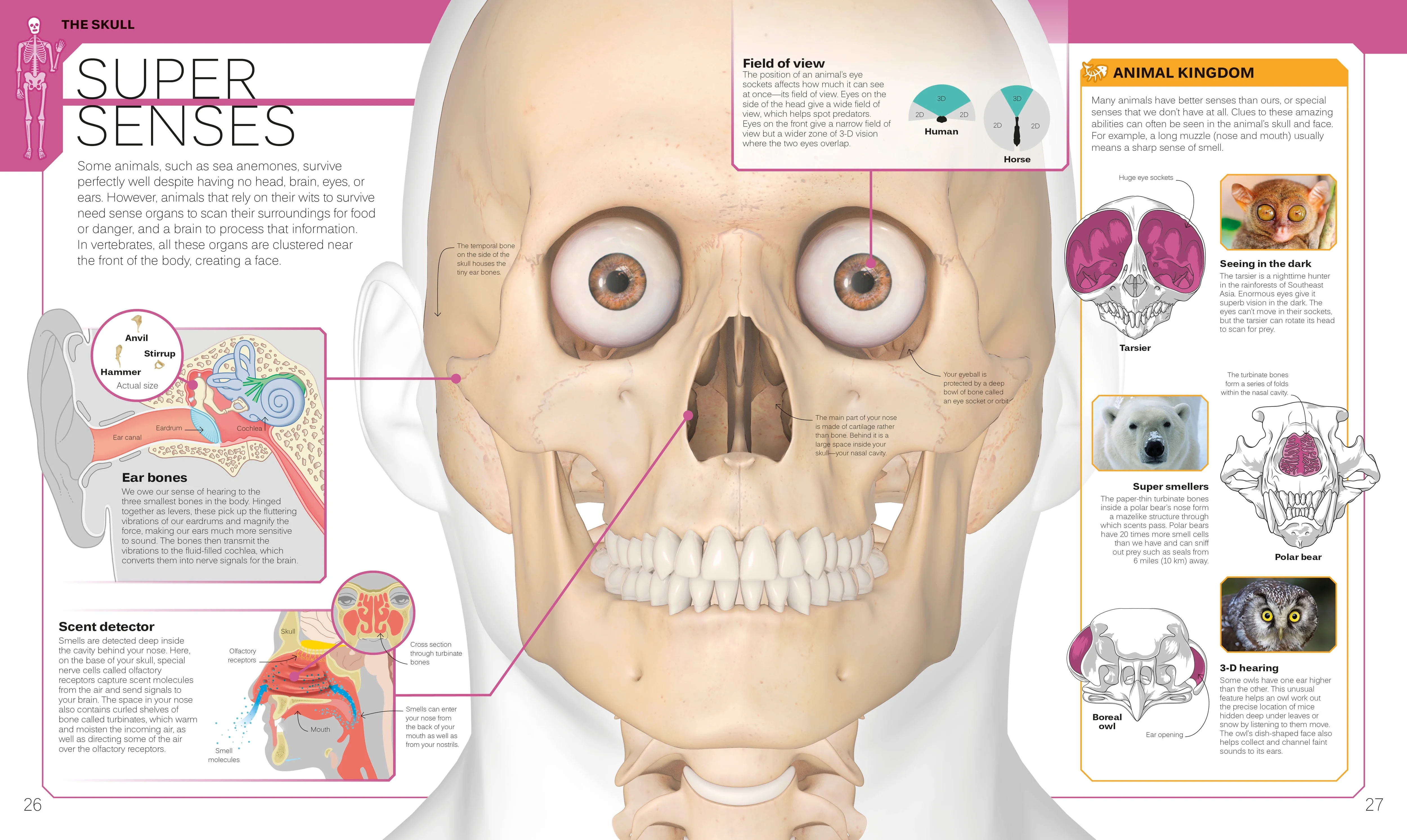 The Skeleton Book - Image 2